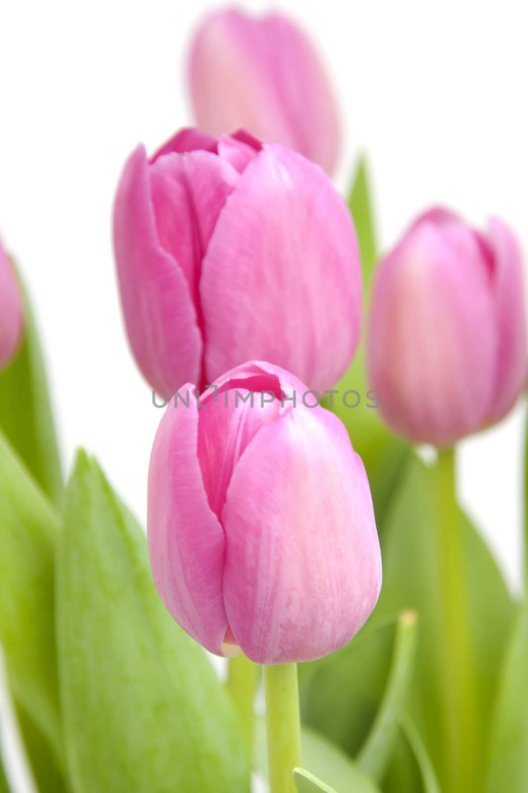 Pink tulips in closeup over white background