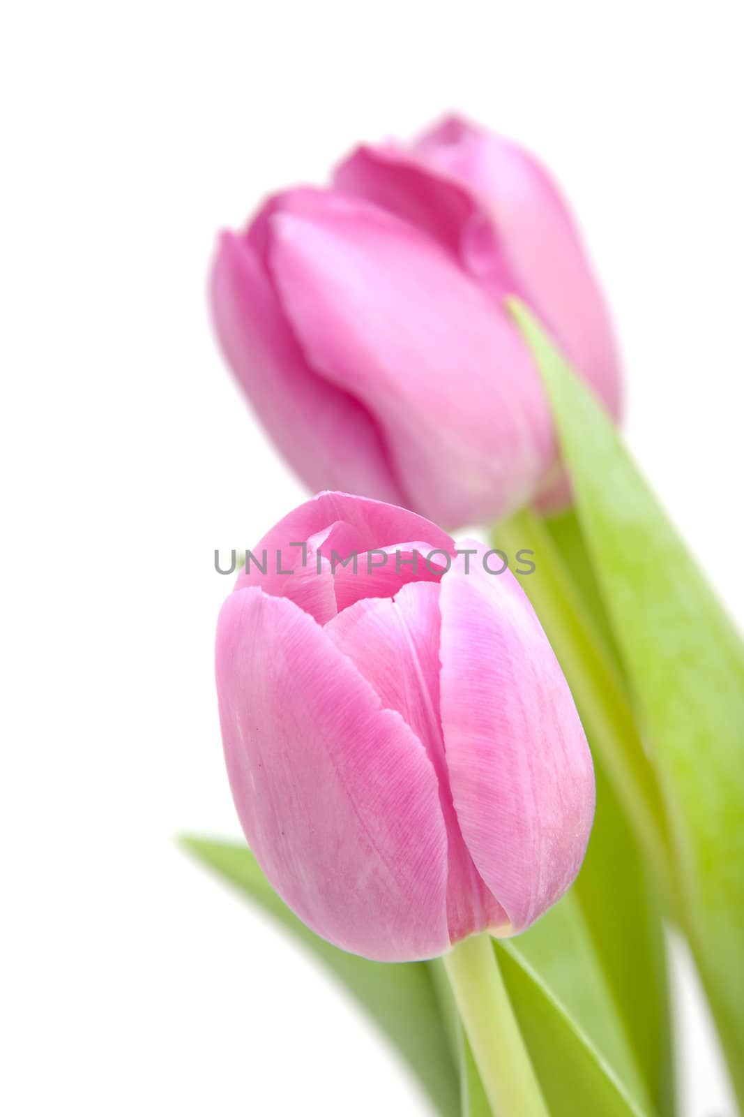 Pink tulips in closeup over white background
