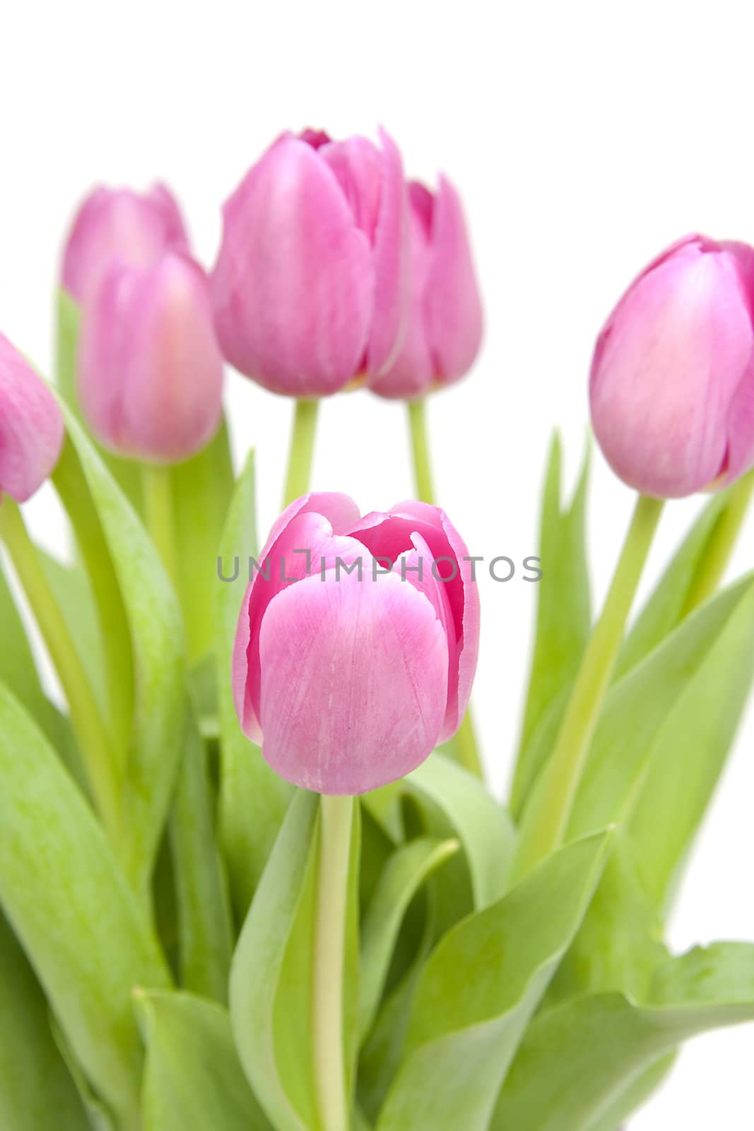 Pink tulips in closeup over white background