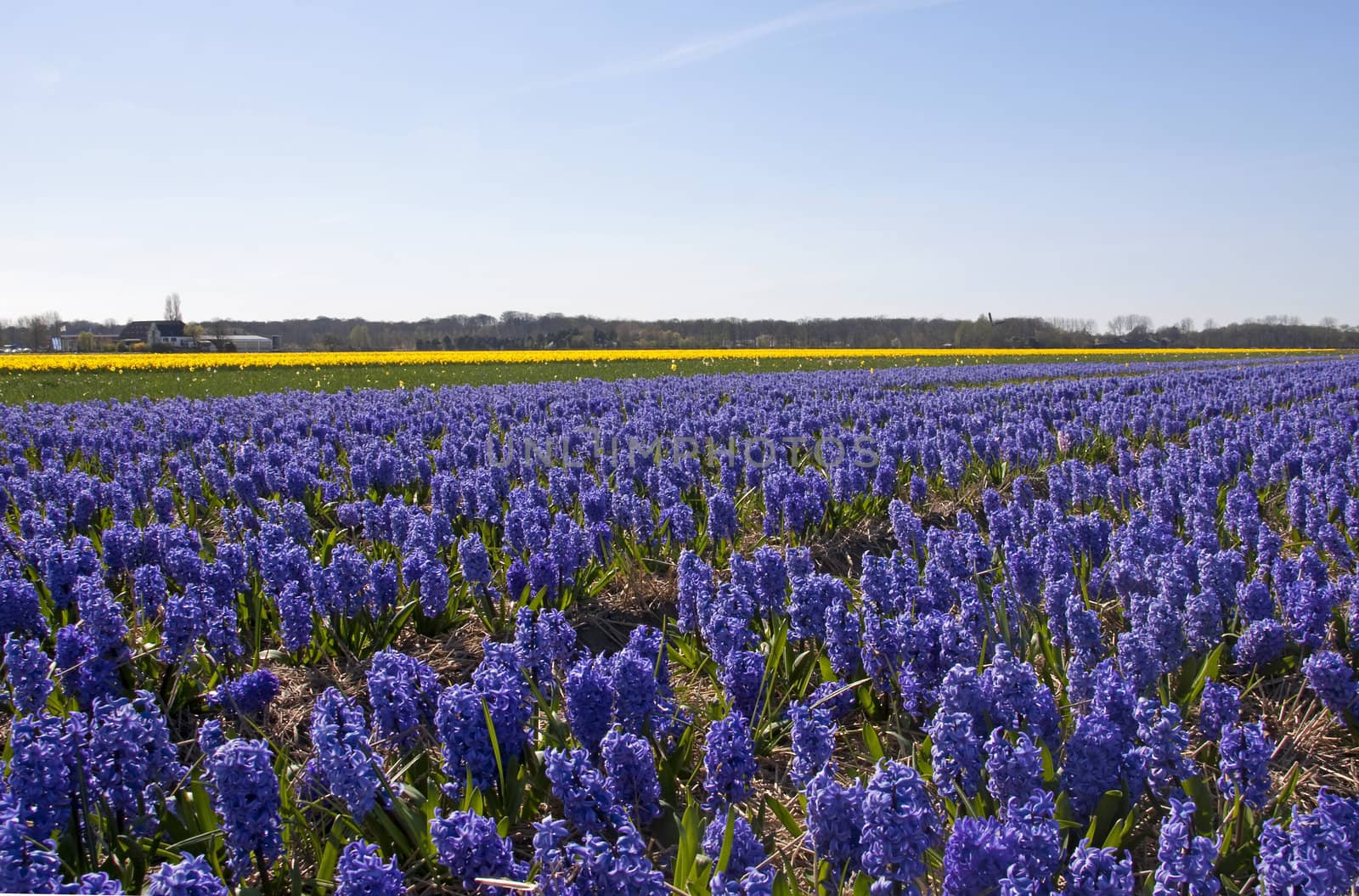Dutch landscape: bulb fields with purple hyacinth flowers