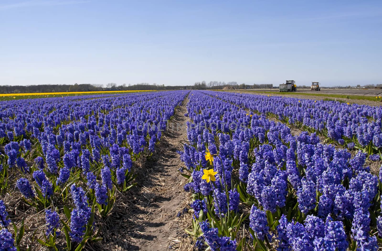 Dutch landscape: bulb fields with purple hyacinth flowers