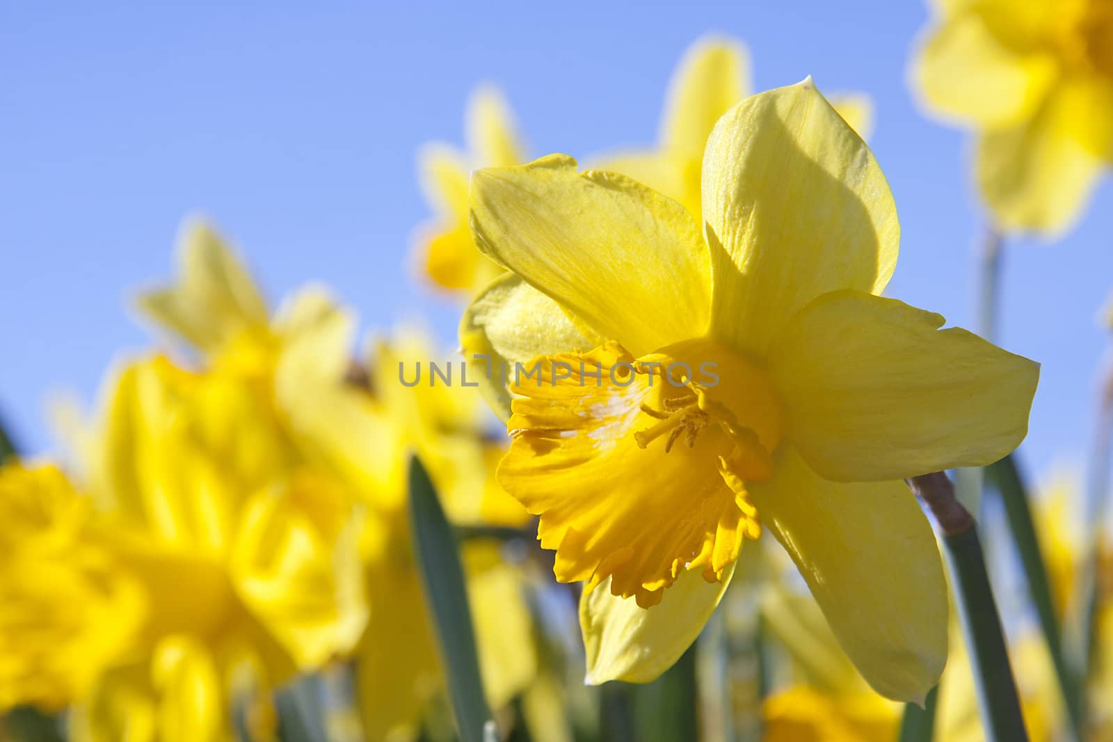 yellow daffodil flowers in closeup against blue sky