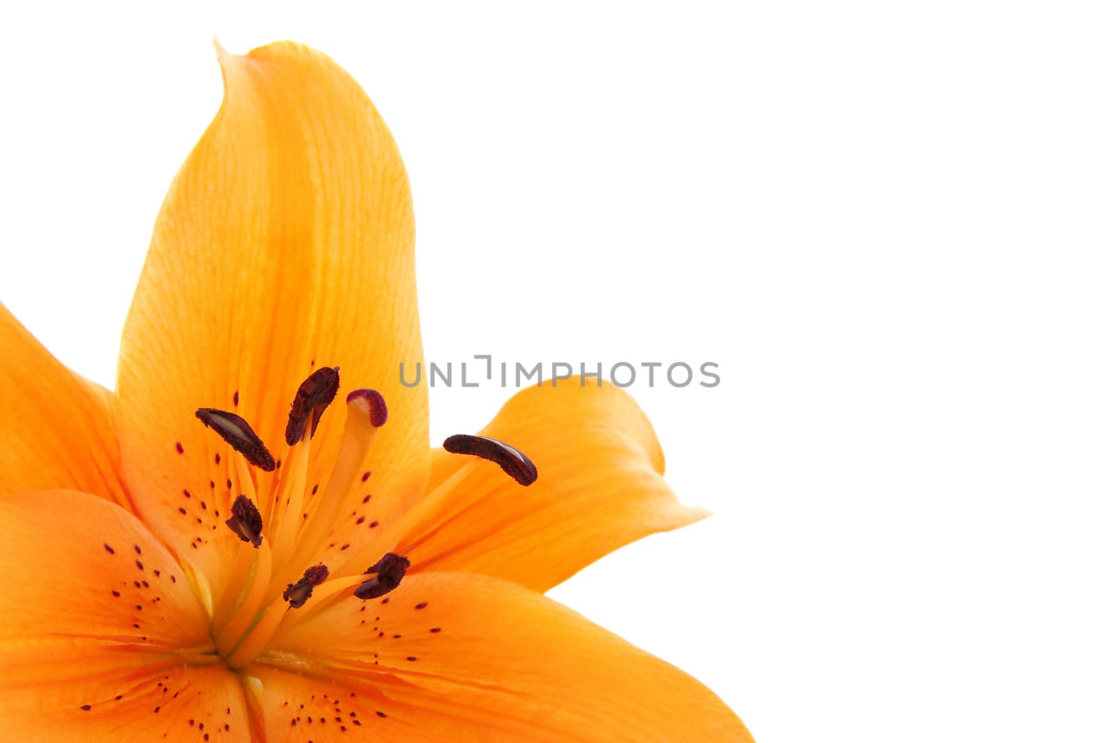 Orange lily flower in closeup over white background
