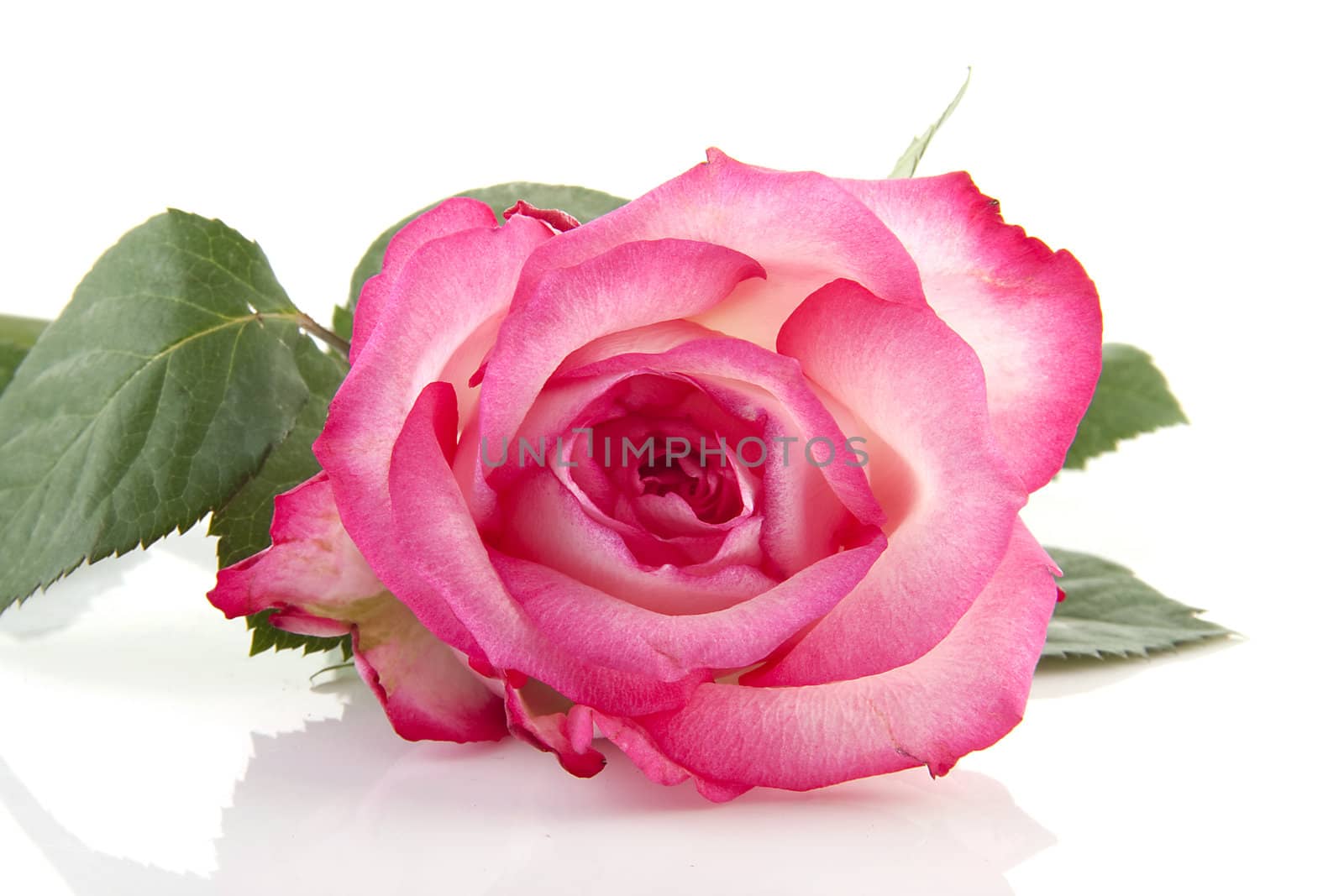 One pink rose flower in closeup over white background