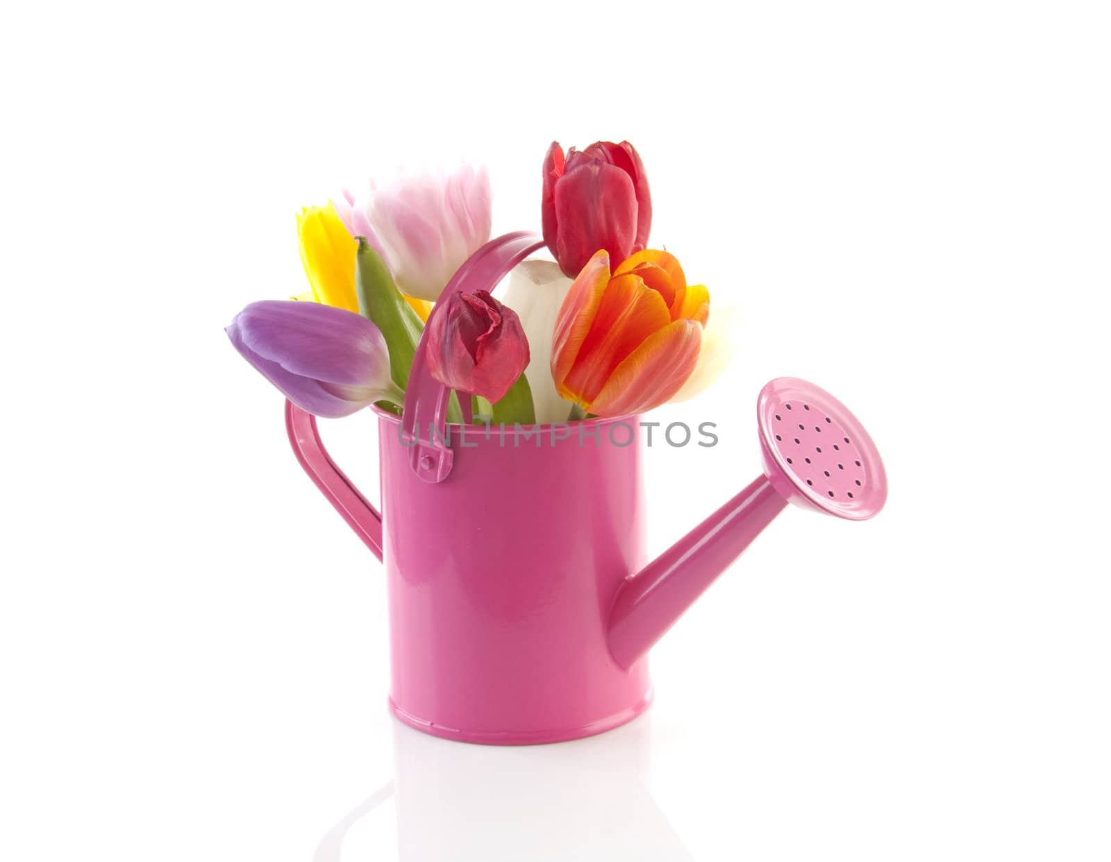 Pink watering can with colorful tulips over white background