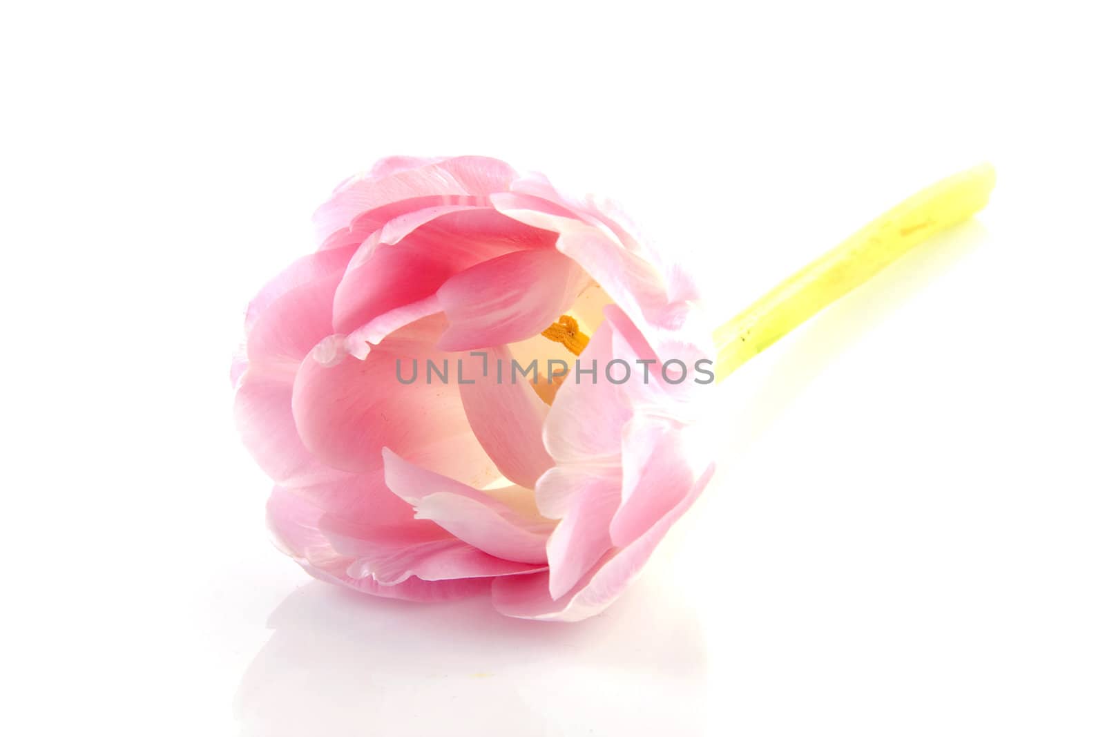One pink tulip in closeup over white background