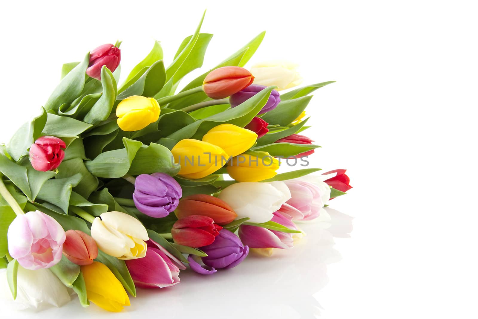 Bouquet of colorful Dutch tulips lie over white background