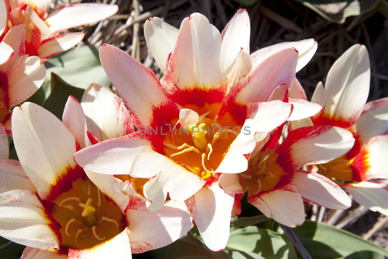 Beautiful Dutch tulip flower in closeup