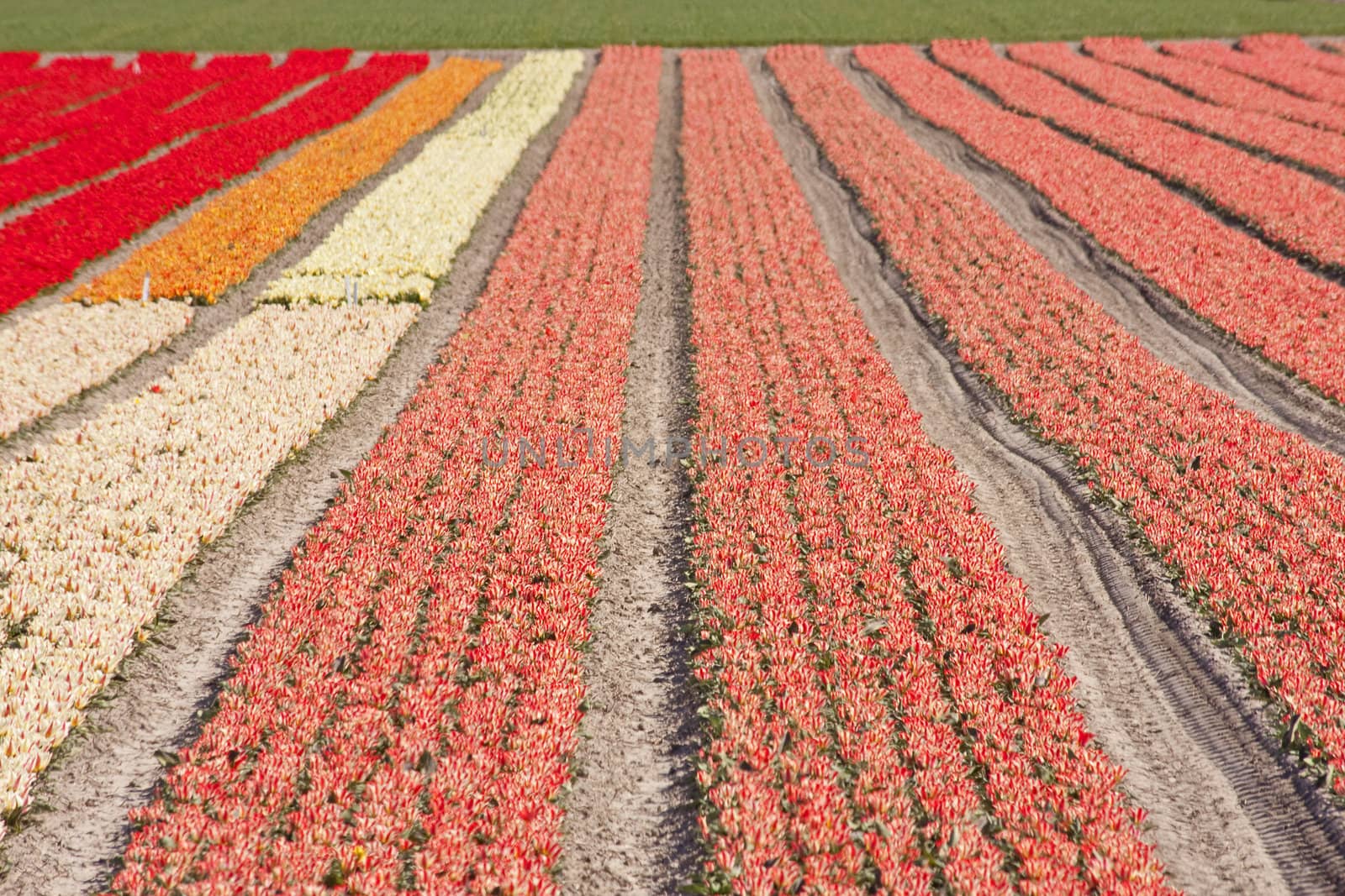 Dutch landscape, bulb fields with colorful tulips