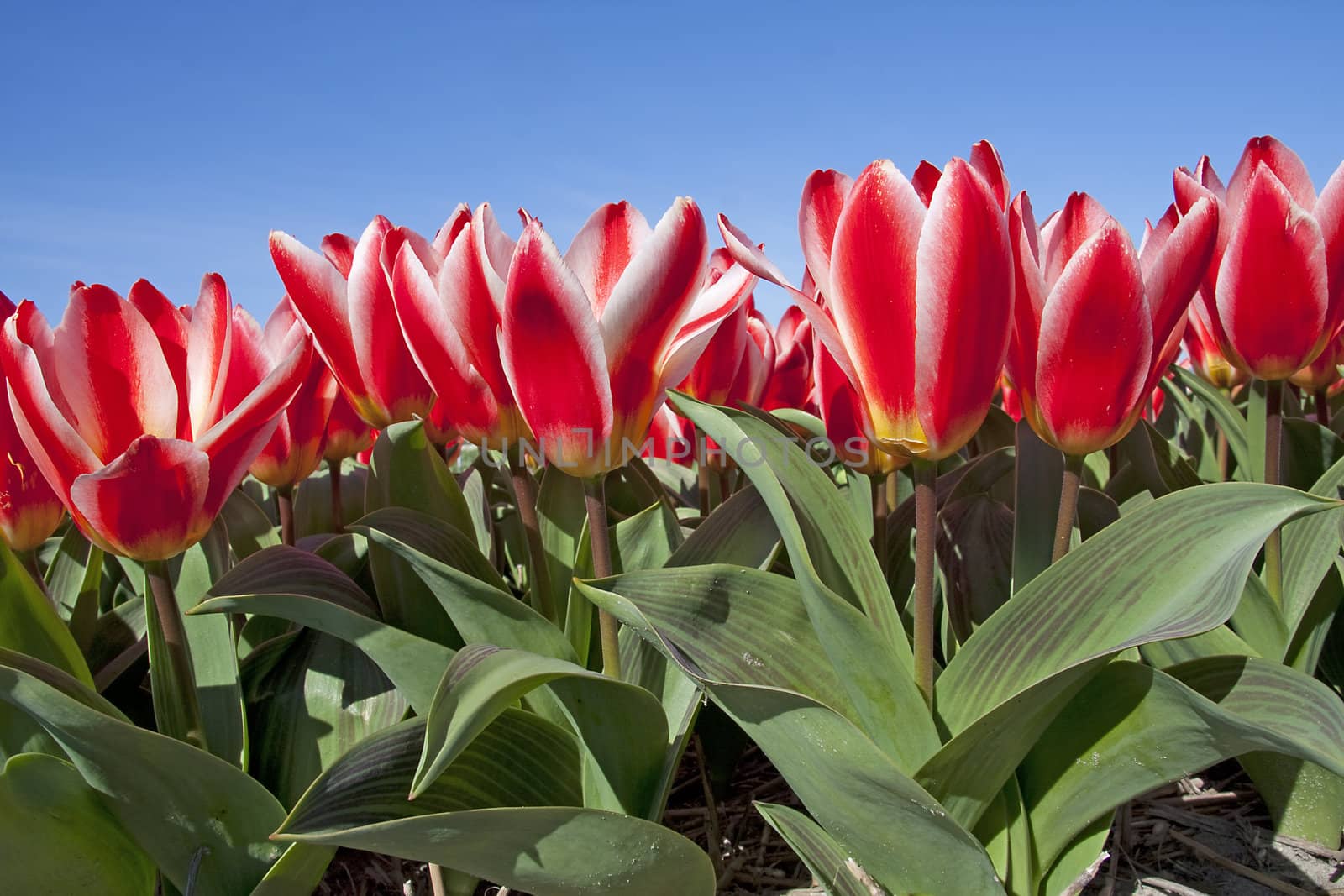 closeup of Beautiful Dutch tulip flowers in field against blue sunny sky