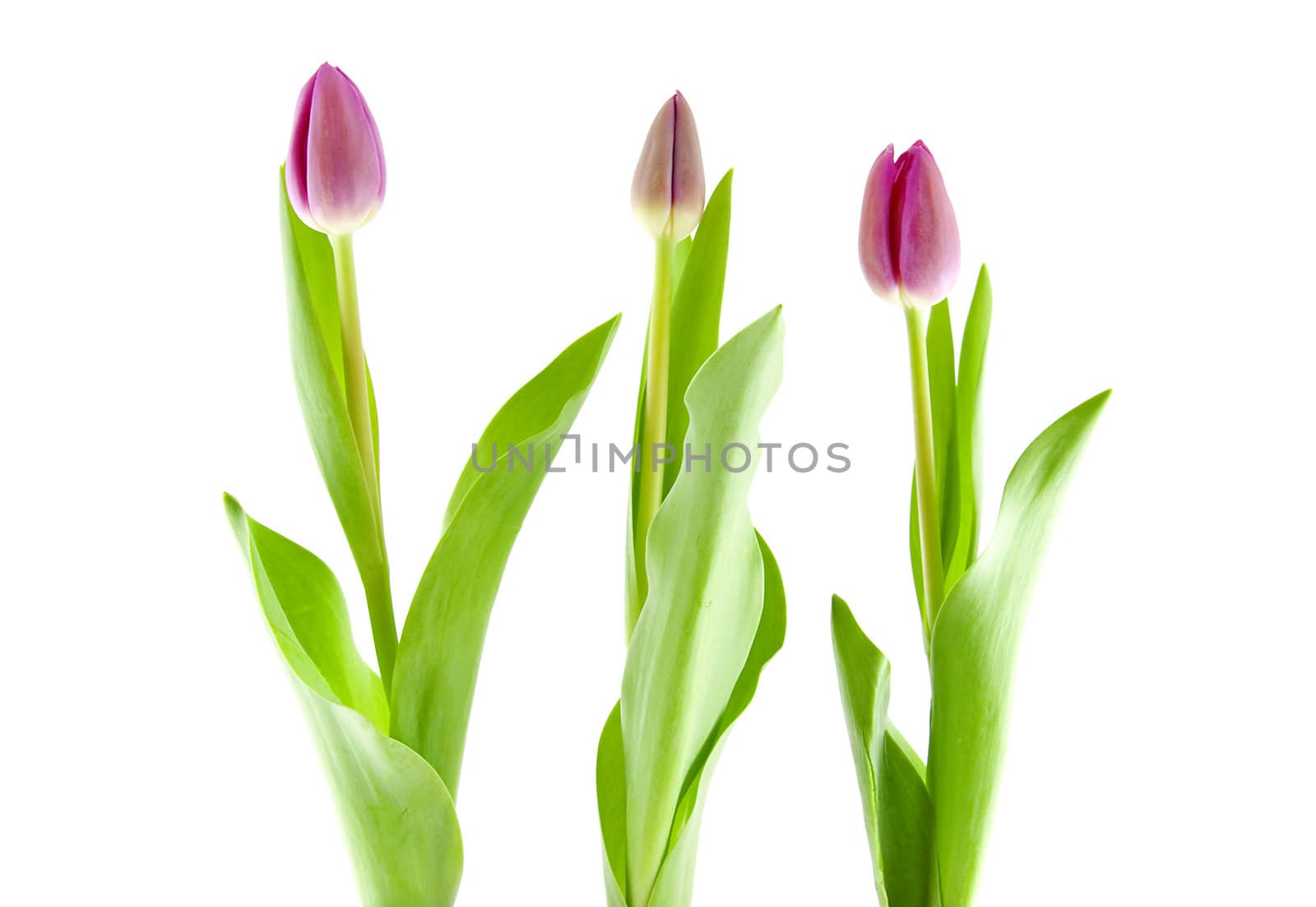 Three Dutch tulips side by side over white background