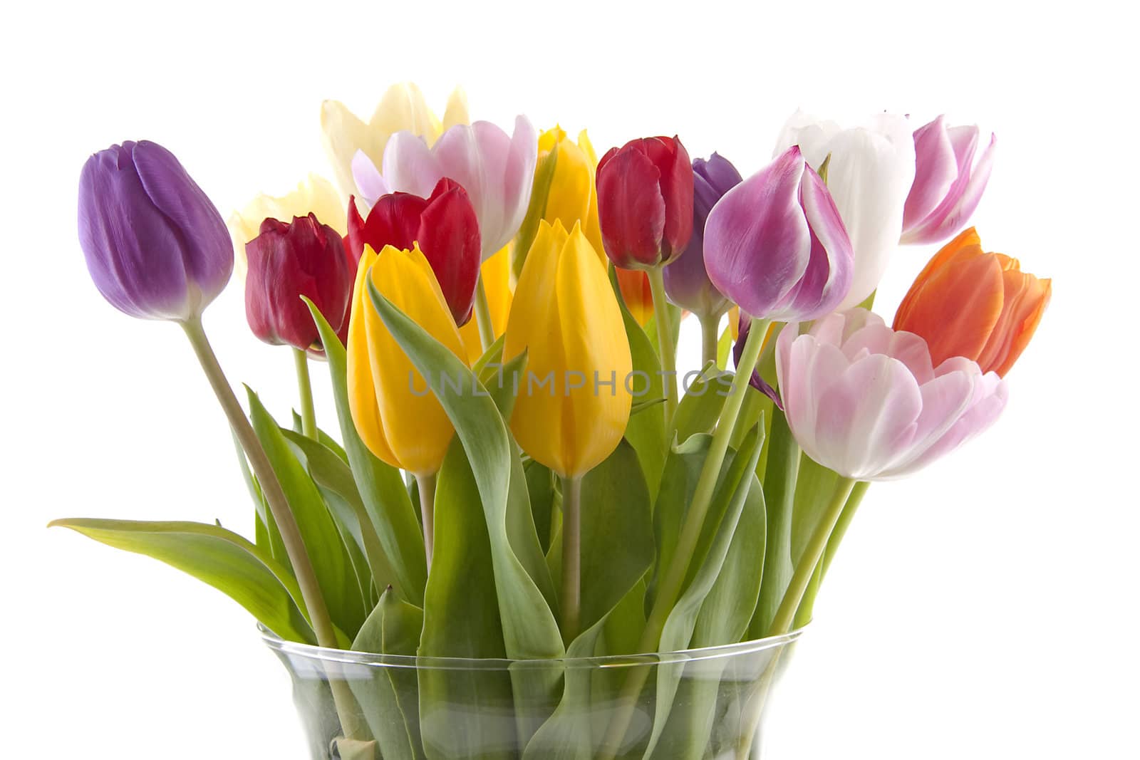 Colorful Dutch tulips in vase over white background