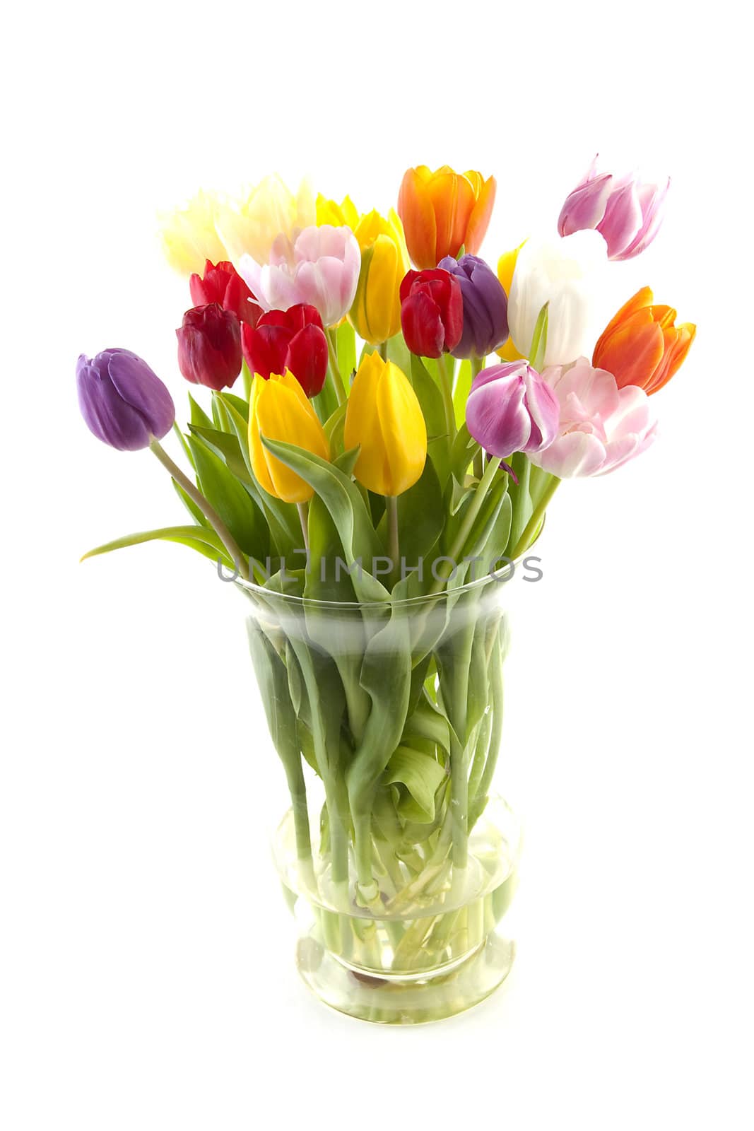 Colorful Dutch tulips in vase over white background