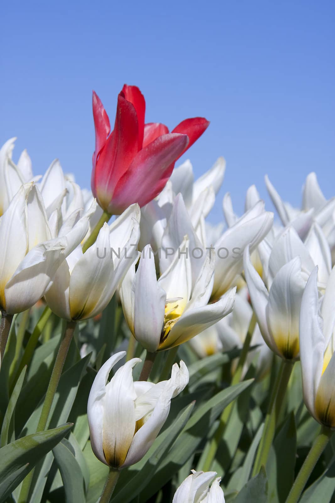 White tulips in closeup with one red tulip against blue sky