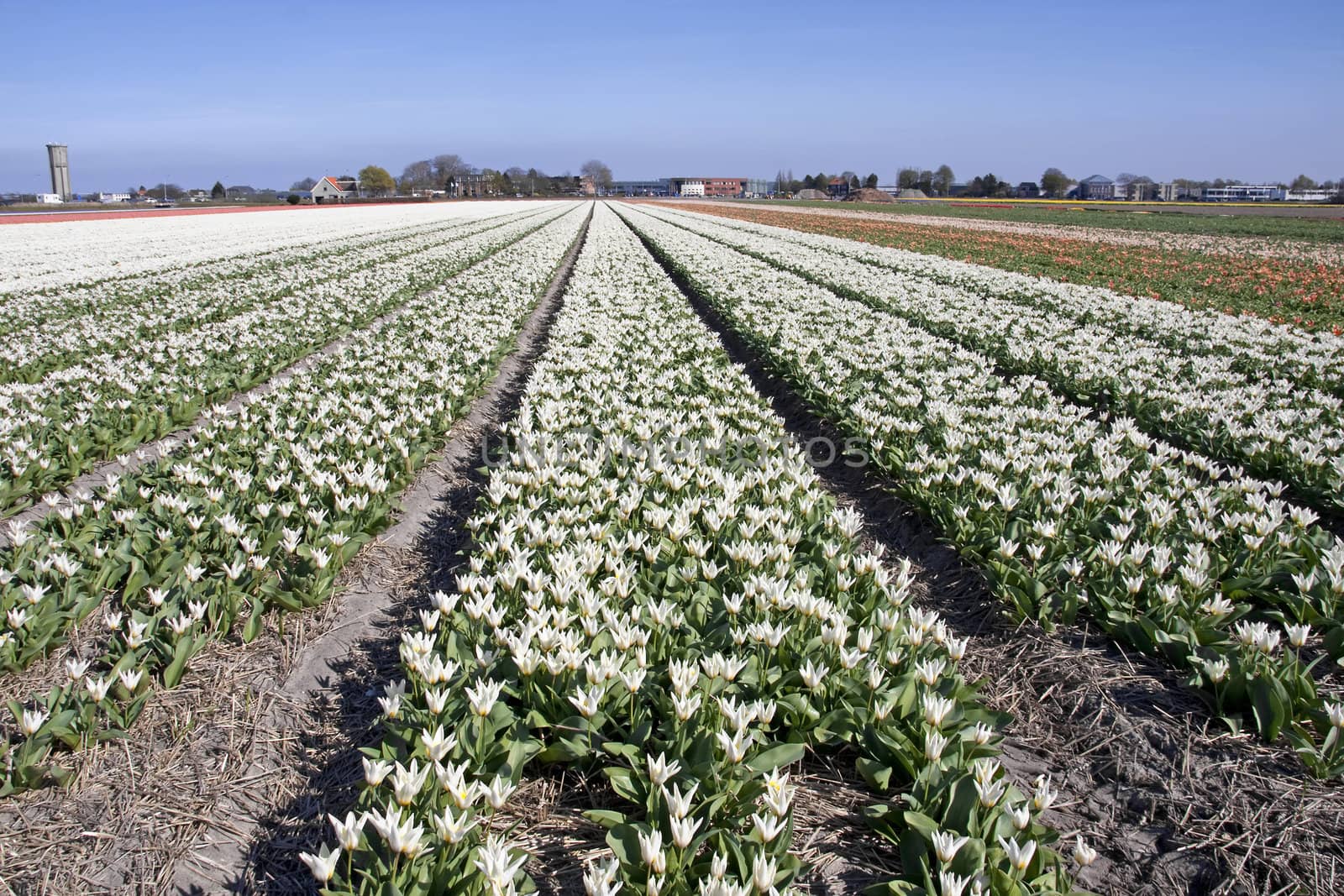 Dutch landscape, bulb fields with white tulips 