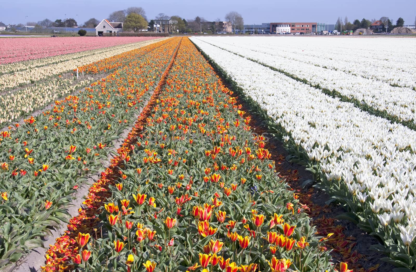 Dutch landscape, bulb fields with white and colorful tulips