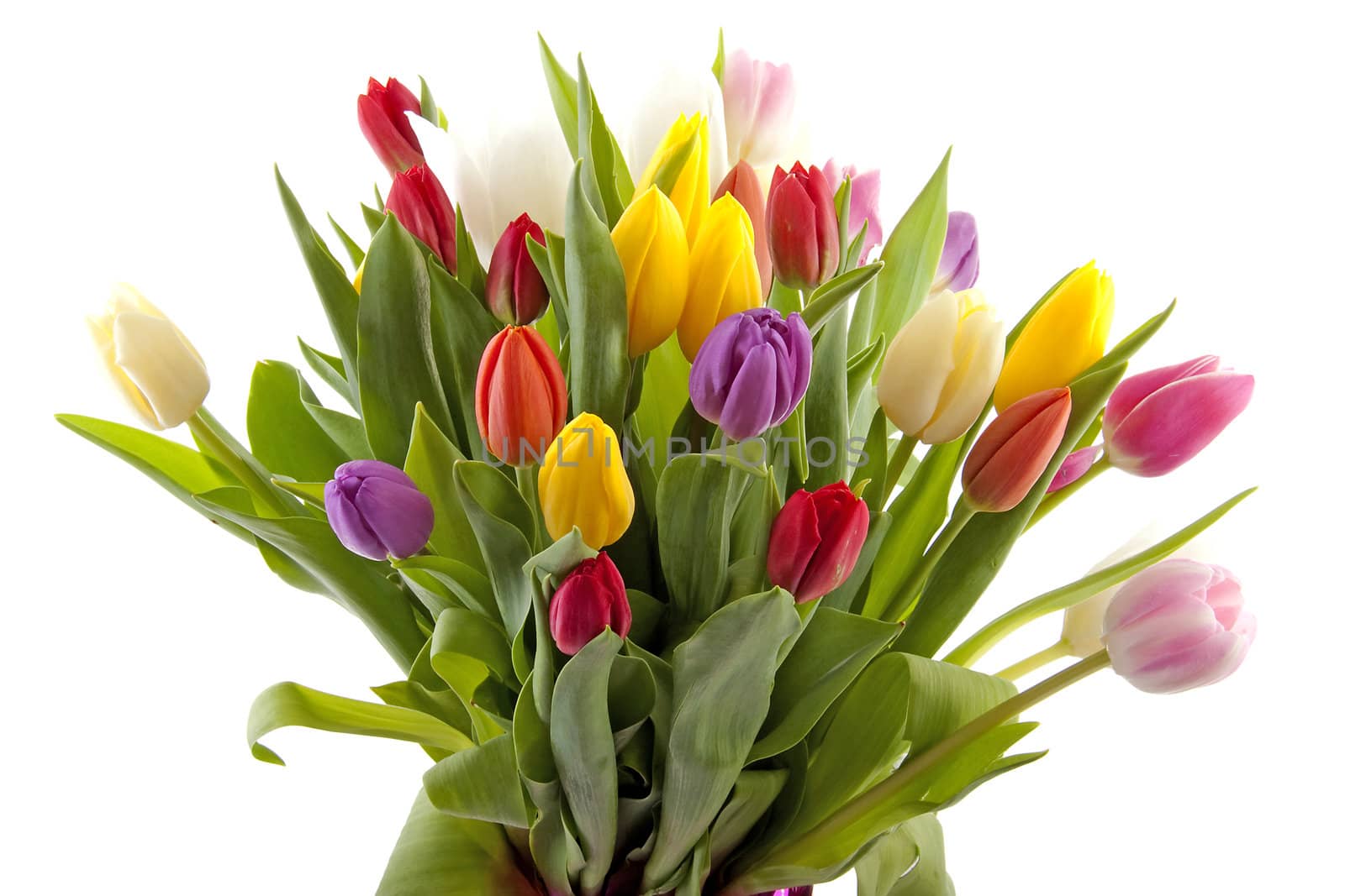 Colorful Dutch tulips in closeup over white background