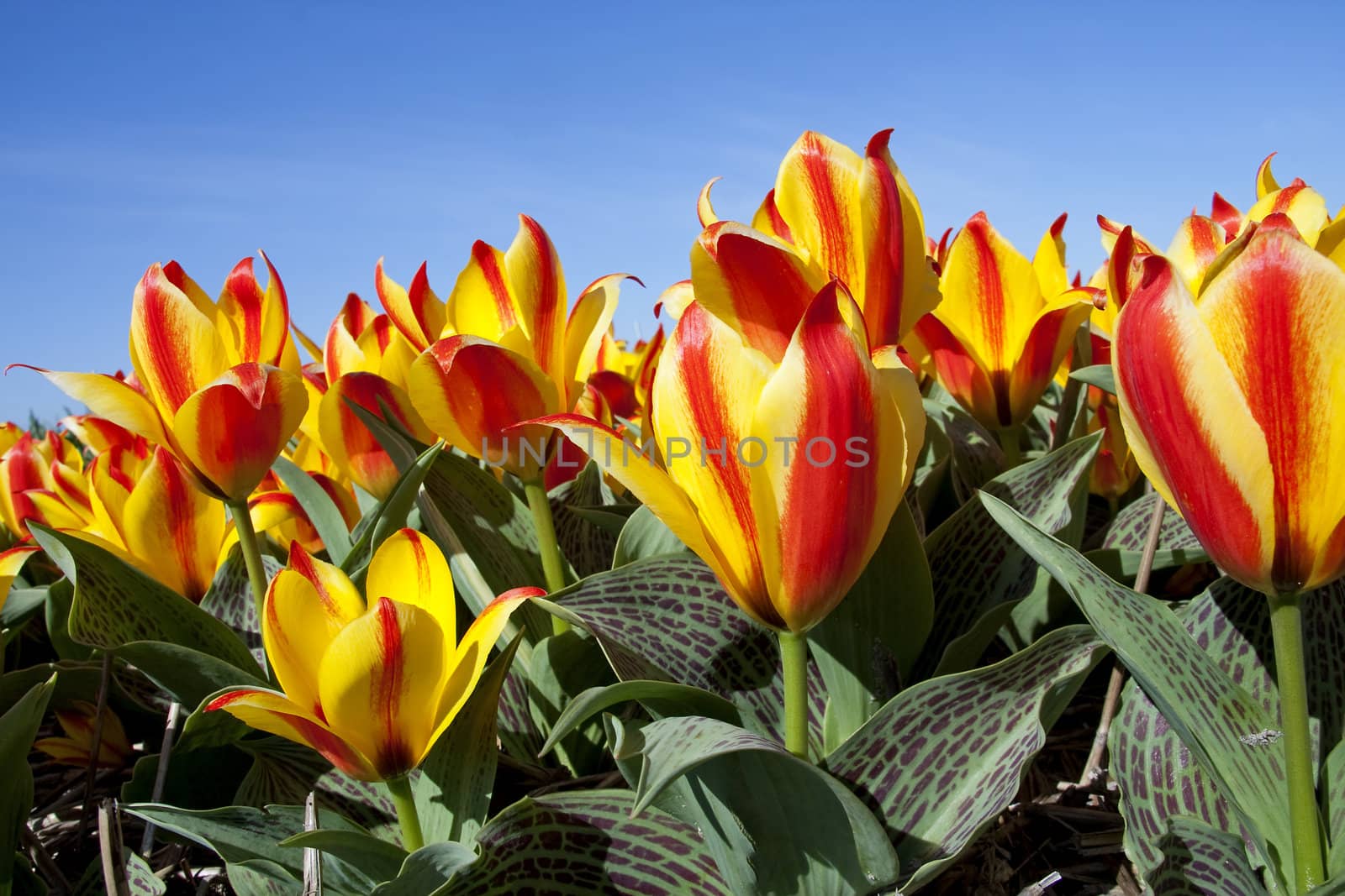 Beautiful Dutch tulips in closeup against blue sky