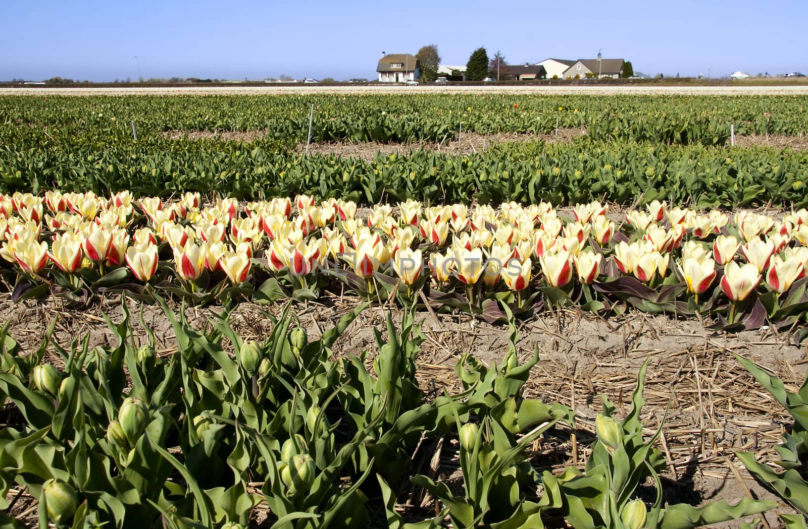 Dutch tulips in bulb field