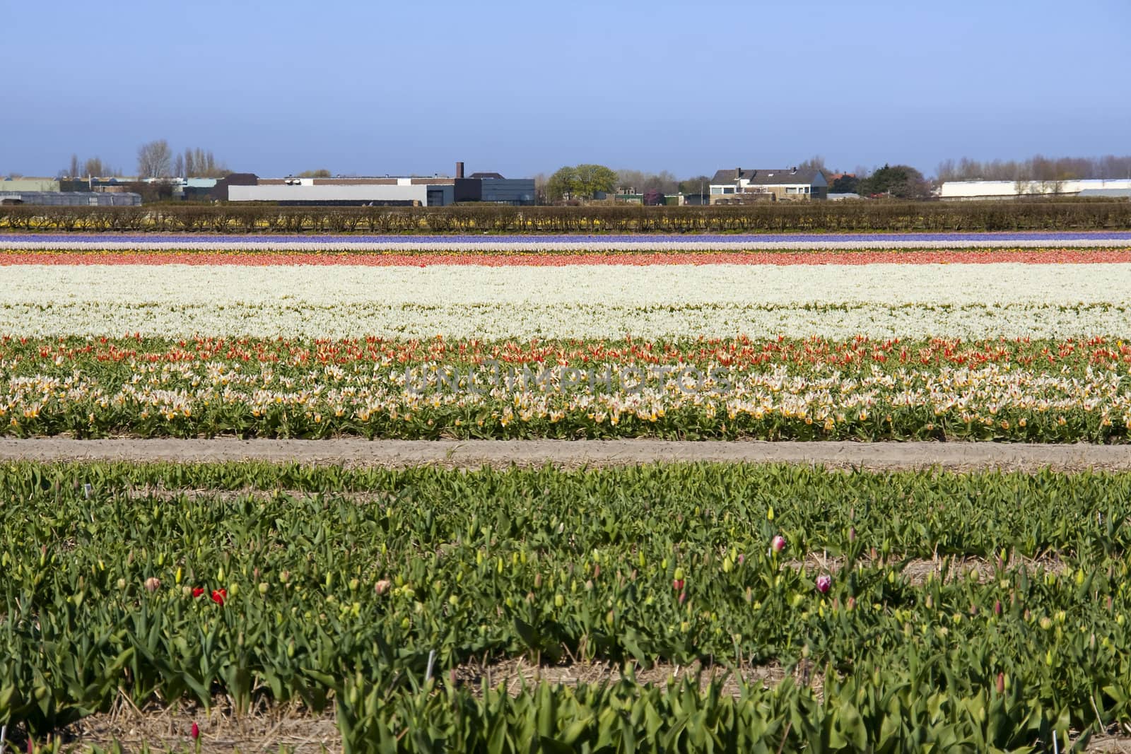 Dutch bulb field with colorful tulips on sunny day