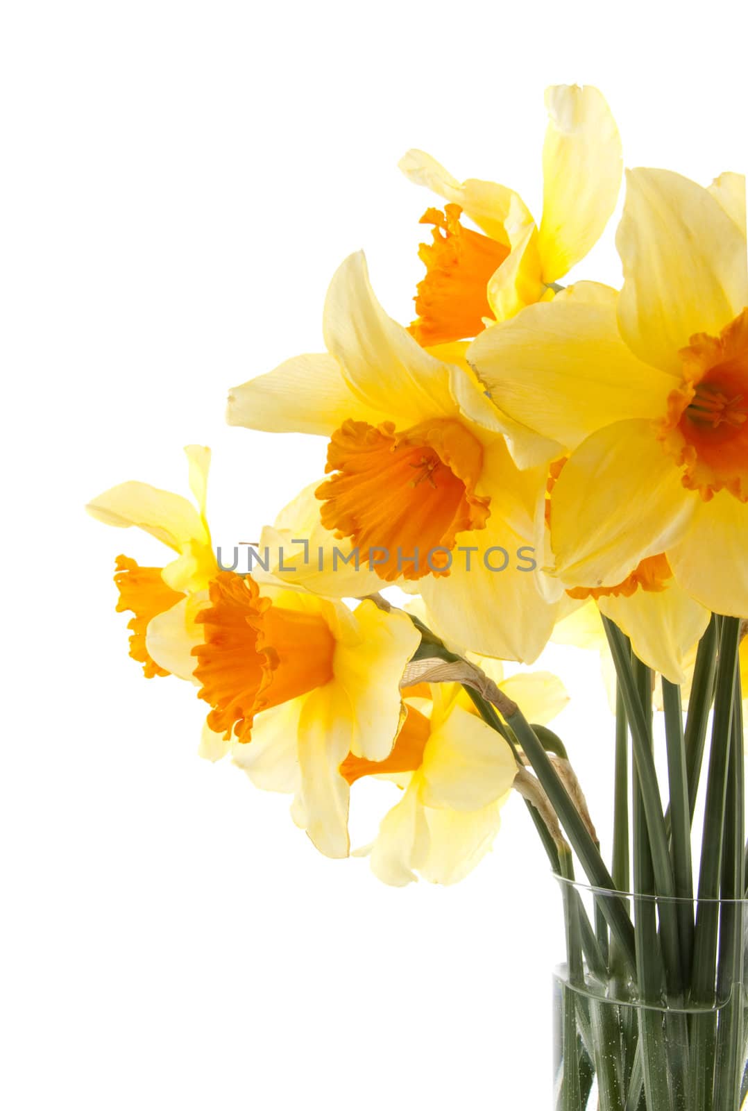 Yellow with orange daffodil flowers over white background
