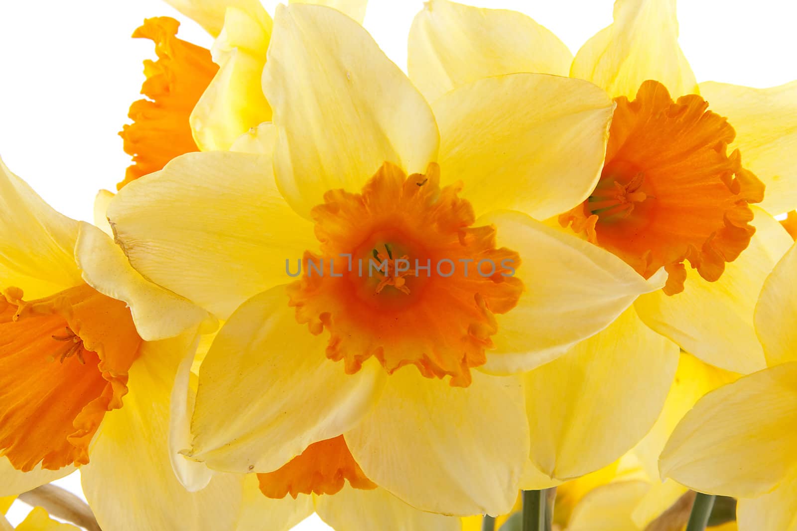 Yellow with orange daffodil flowers in closeup over white background