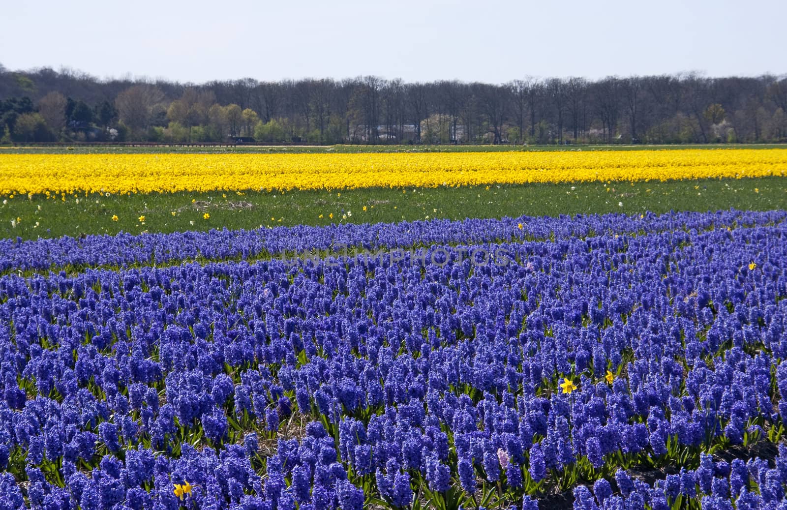 Dutch bulb field with purple hyacinth flowers
