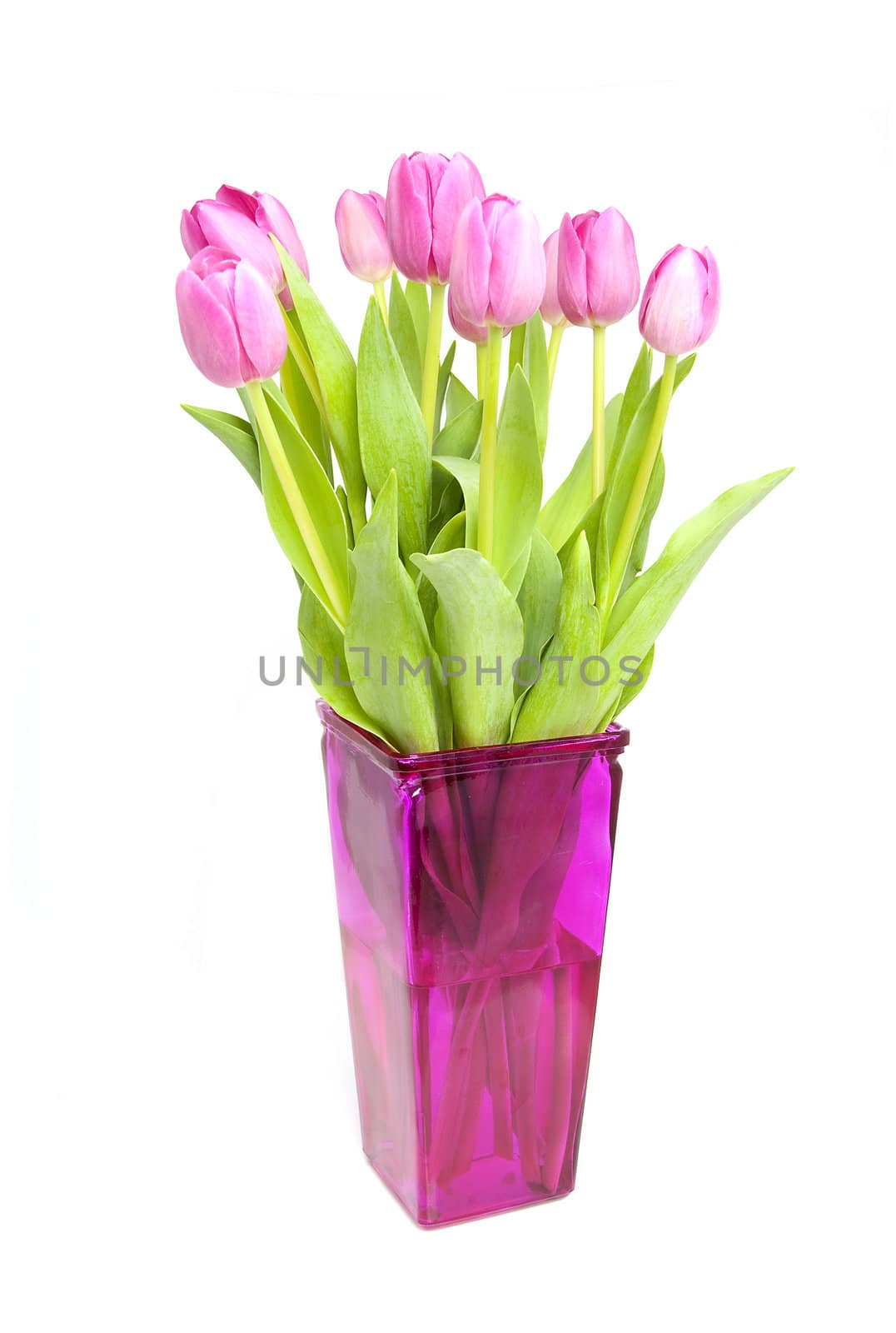 Pink Dutch tulips in vase over white background