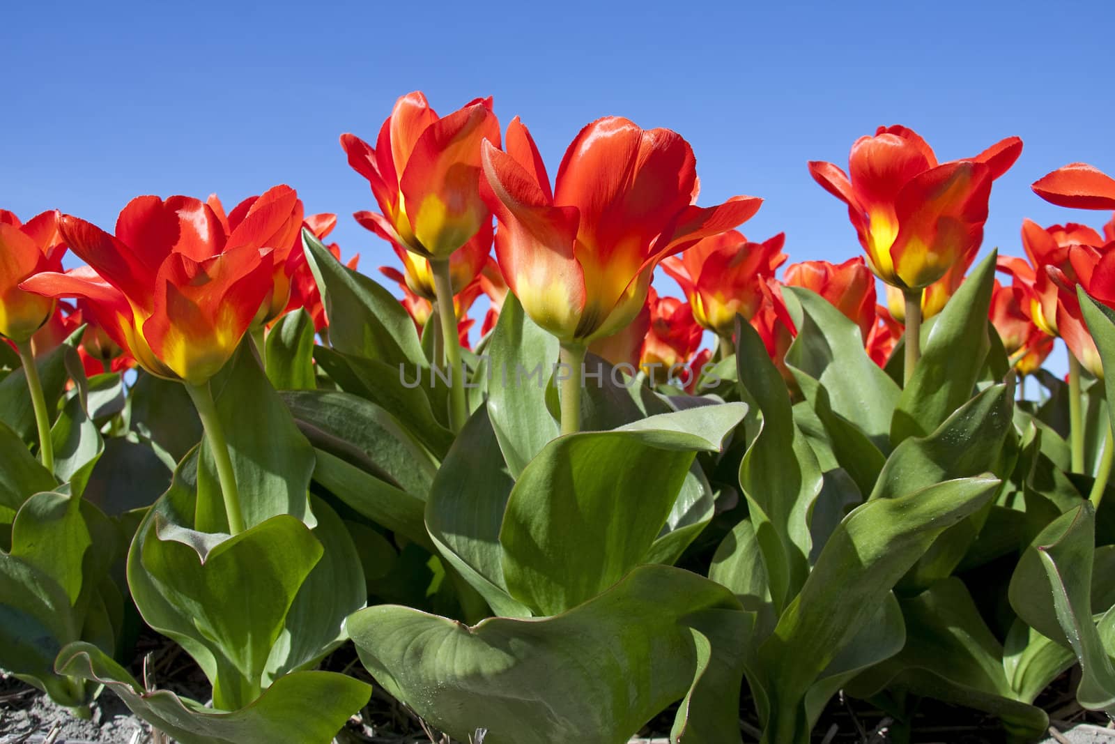 beautiful red Dutch tulips in closeup against blue sky
