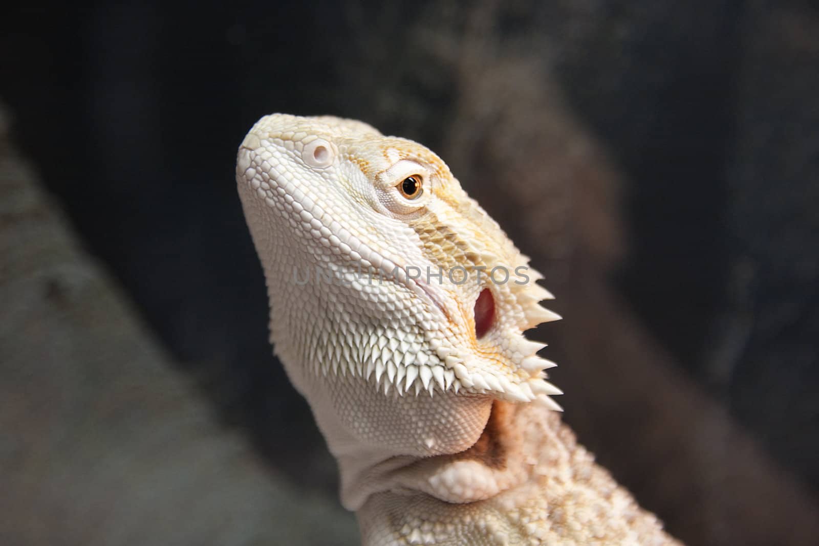 portrait of a bearded dragon reptile in closeup
