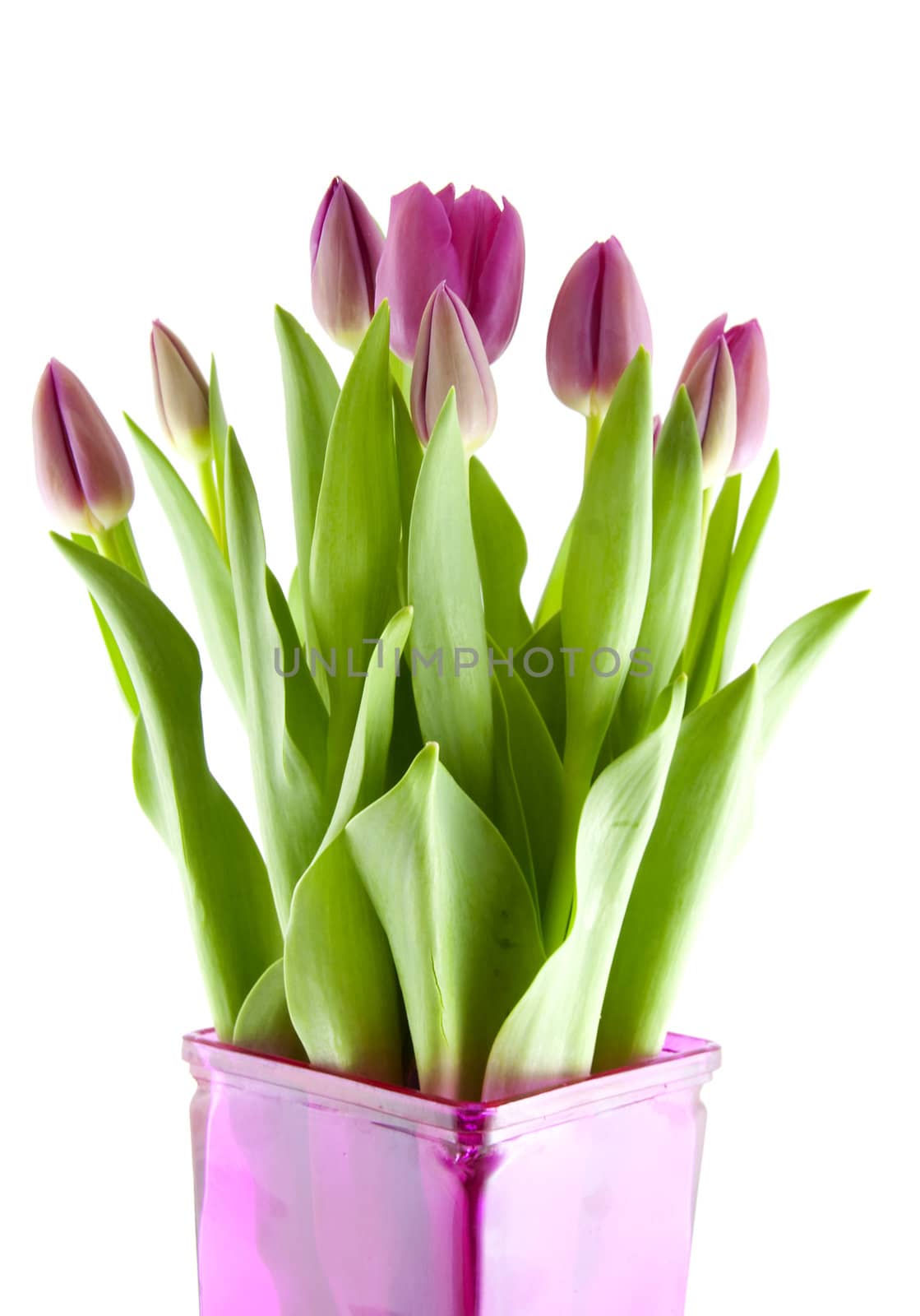 Bouquet of pink Dutch tulips in vase over white background