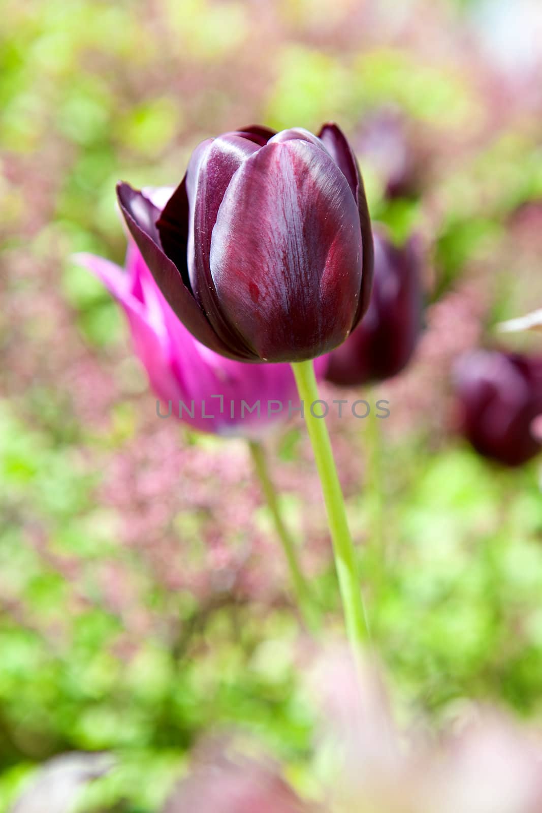 Purple Dutch tulip flower in closeup