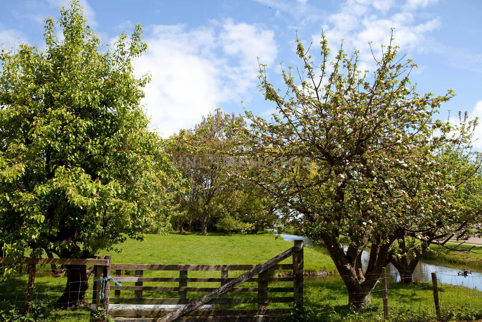 trees in Dutch nature on sunny day