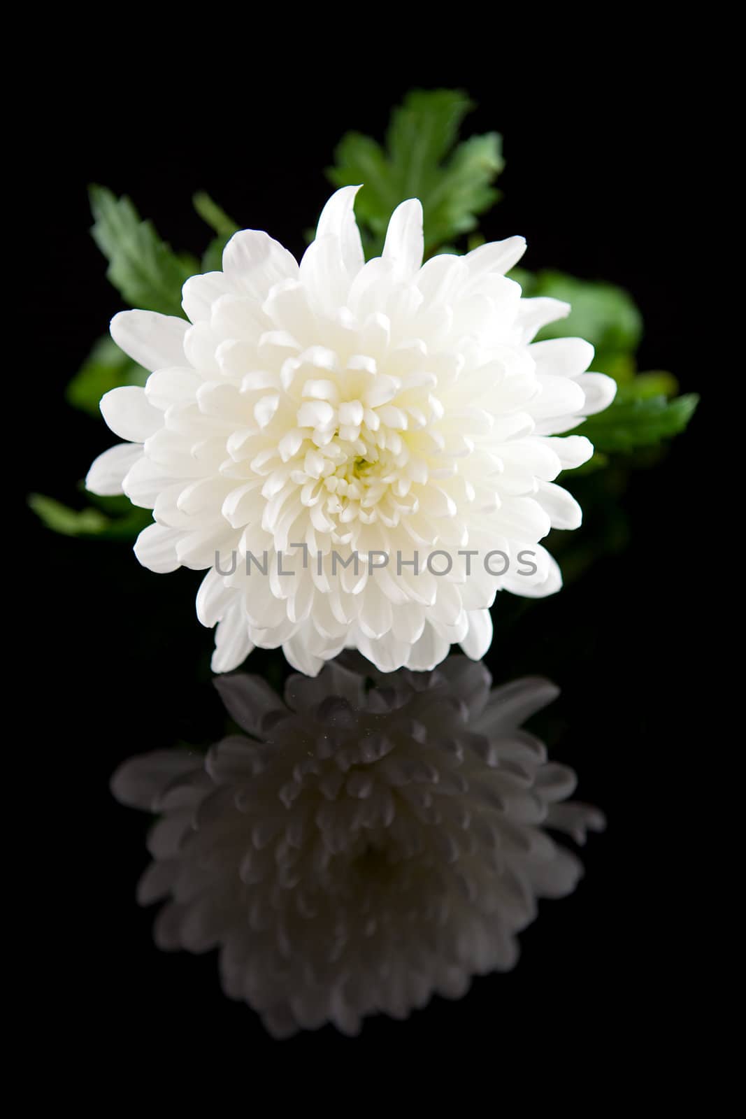 beautiful white Dahlia flower over black background