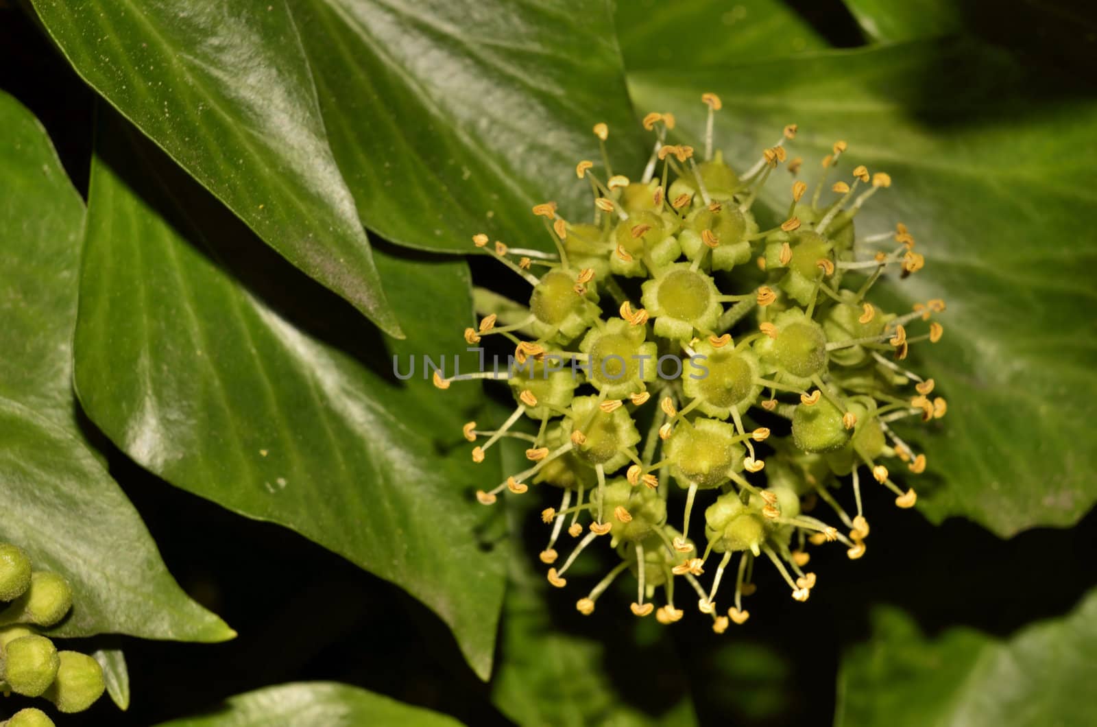 This photo present hedera helix flower on a leaf background.