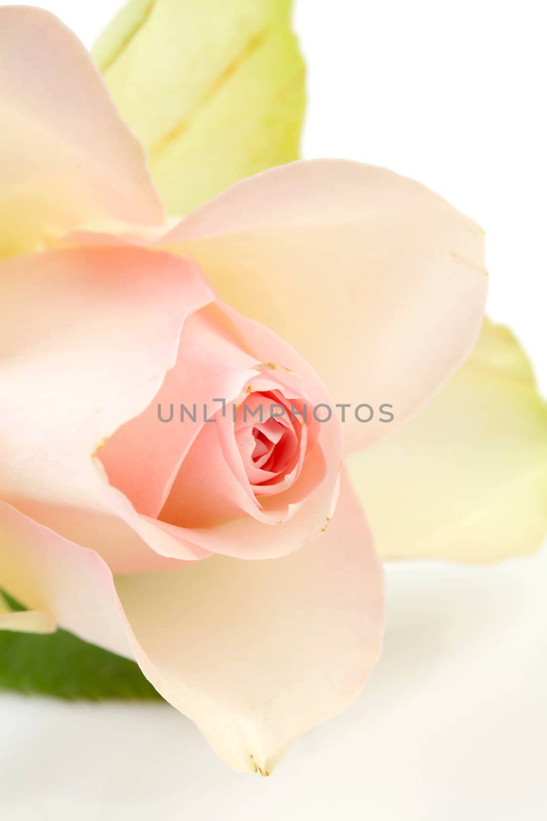 heart of pink rose in closeup over white background