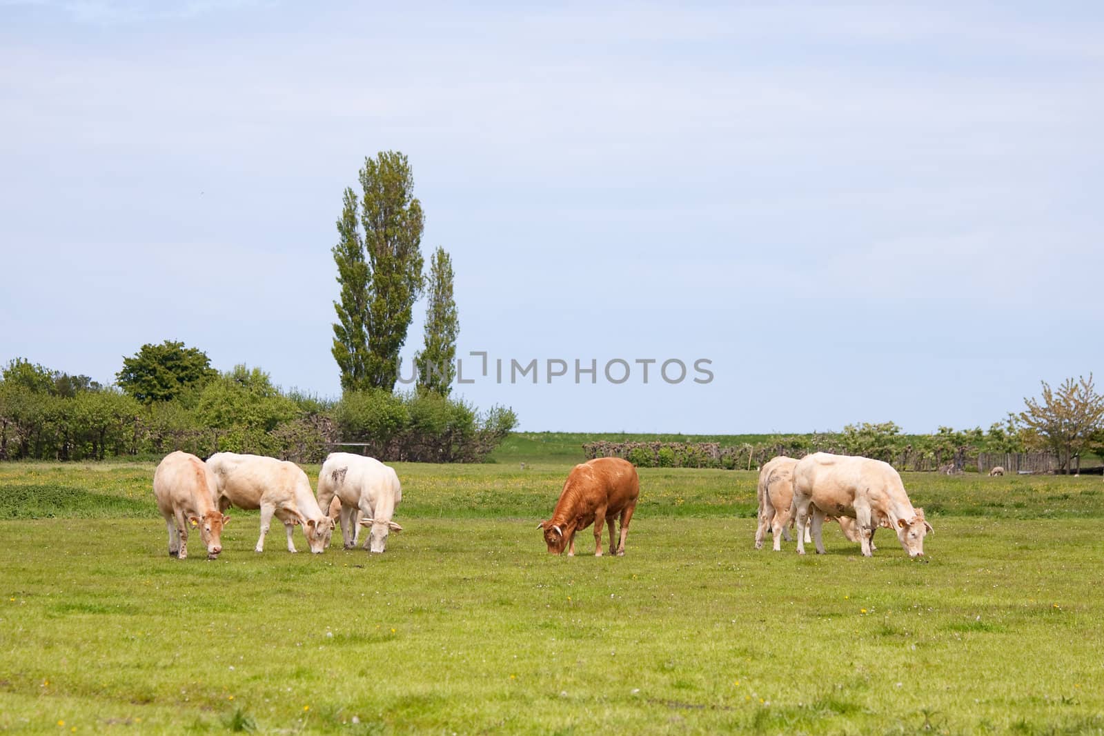 Dutch landscape with cows in meadow