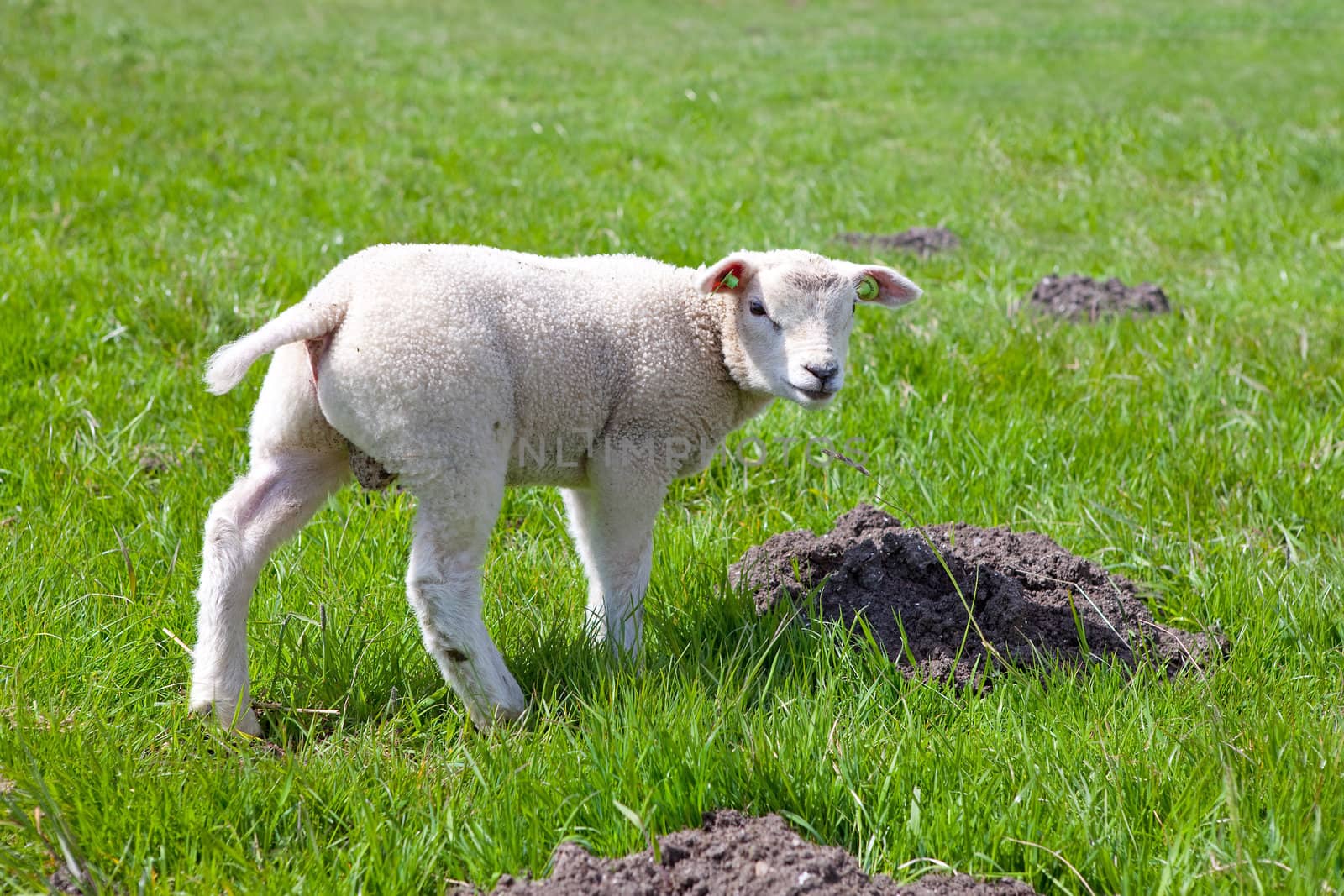 Young lamb in meadow looking in camera