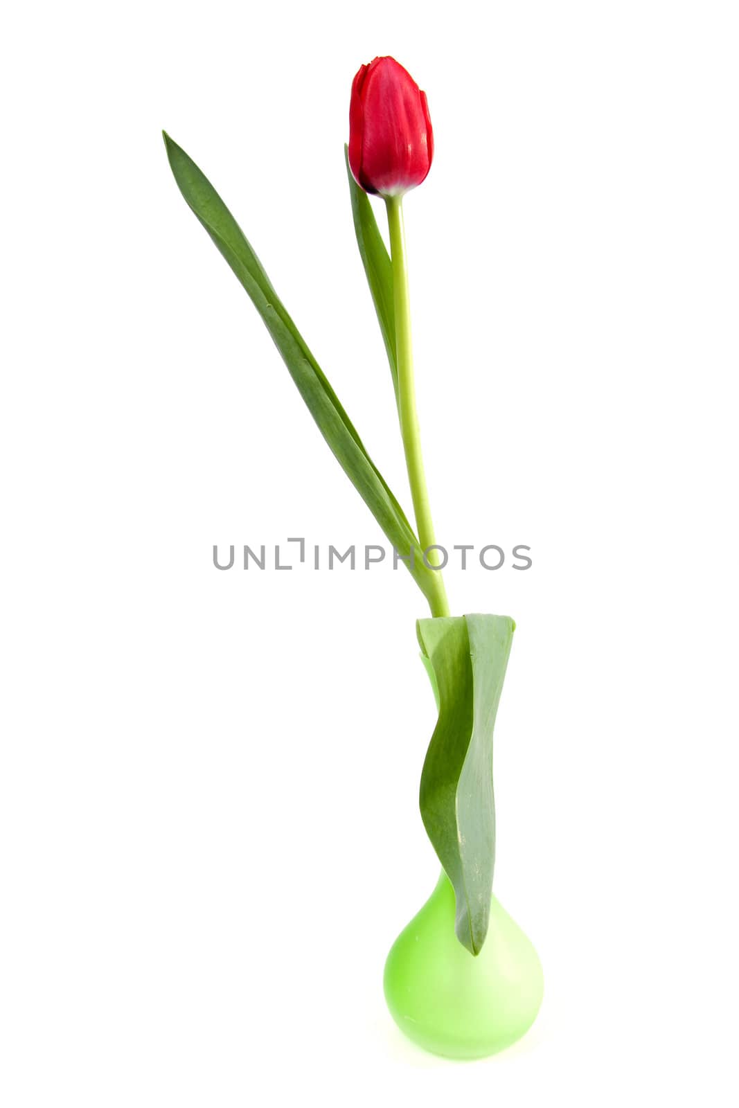 One red tulip in green vase over white background