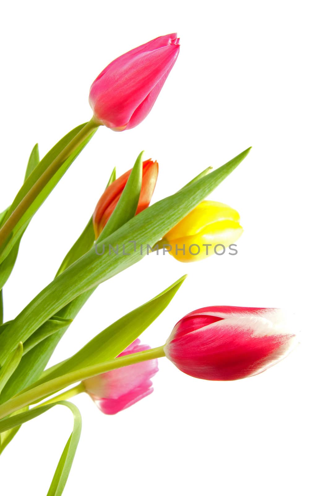 colorful Dutch tulips over white background