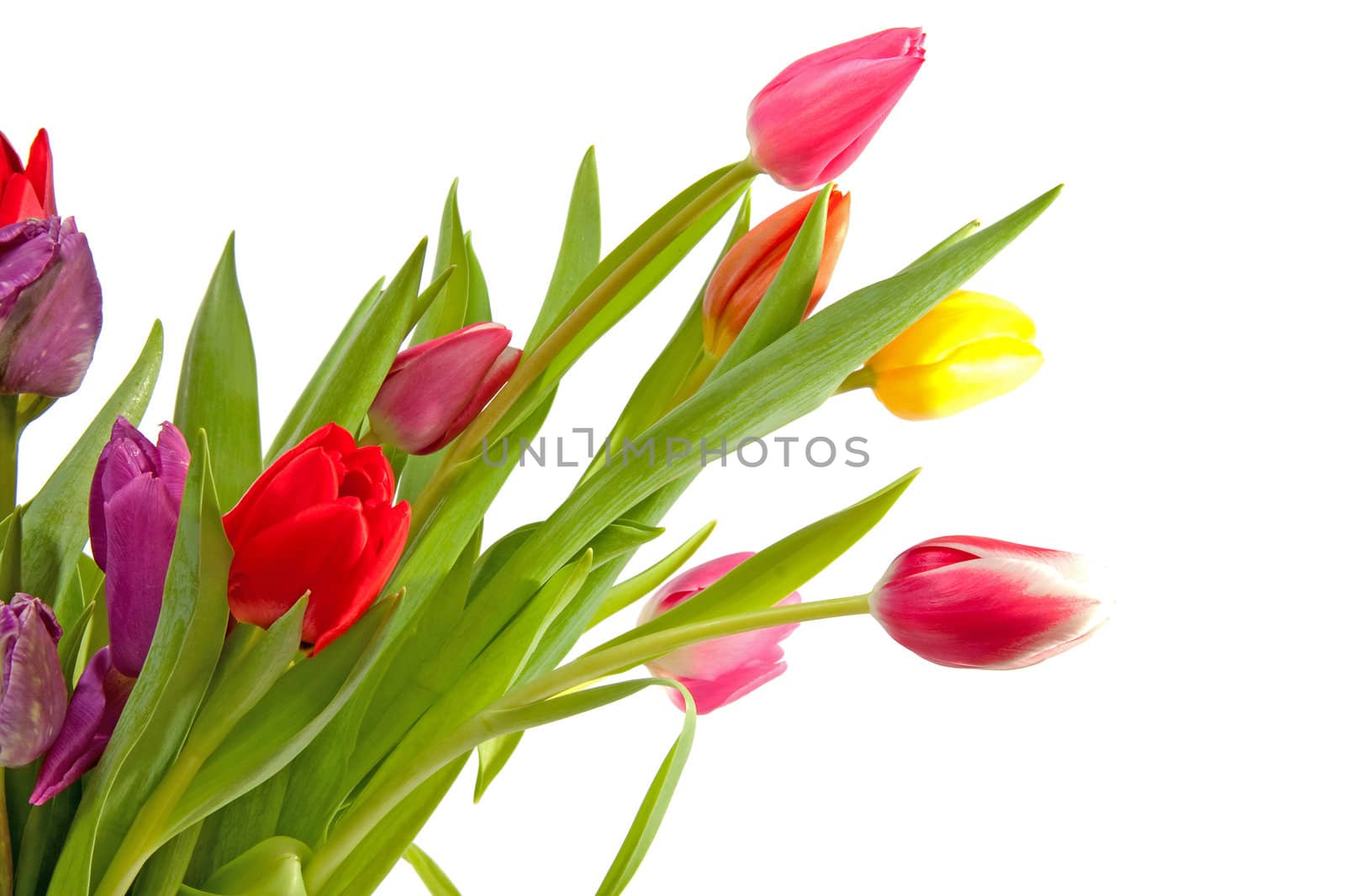 colorful Dutch tulips over white background