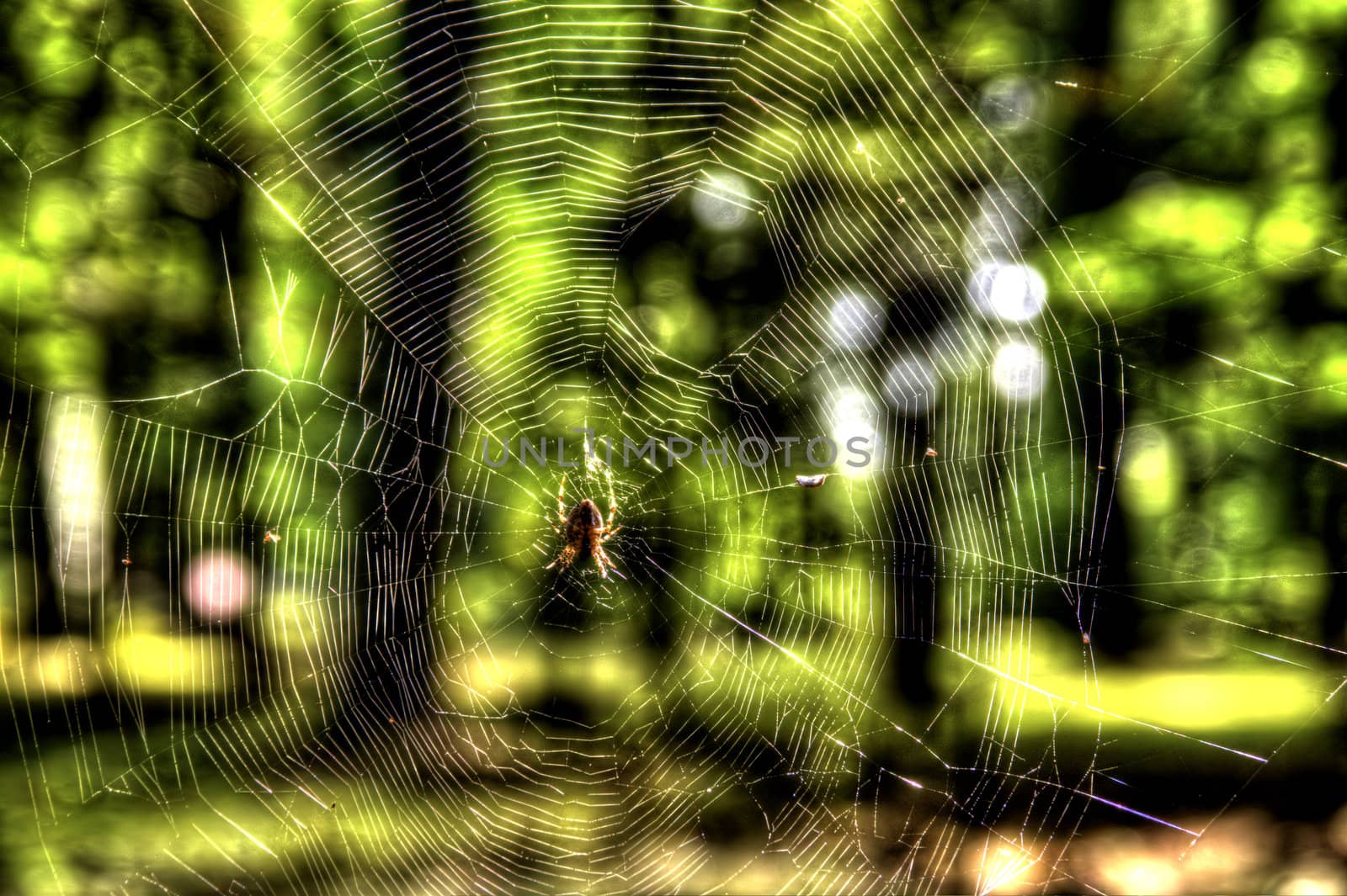 This photo present small spider on spiderweb HDRI.