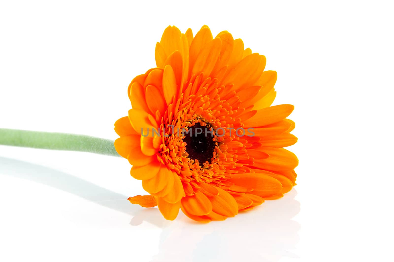 Orange Gerber flower in closeup over white background