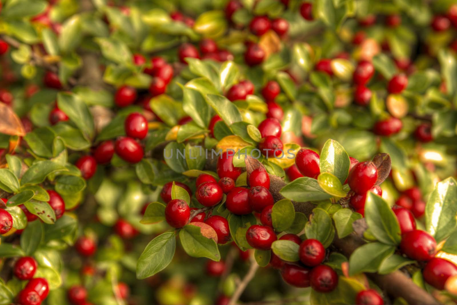 This photo present cotoneaster fruits HDRI.