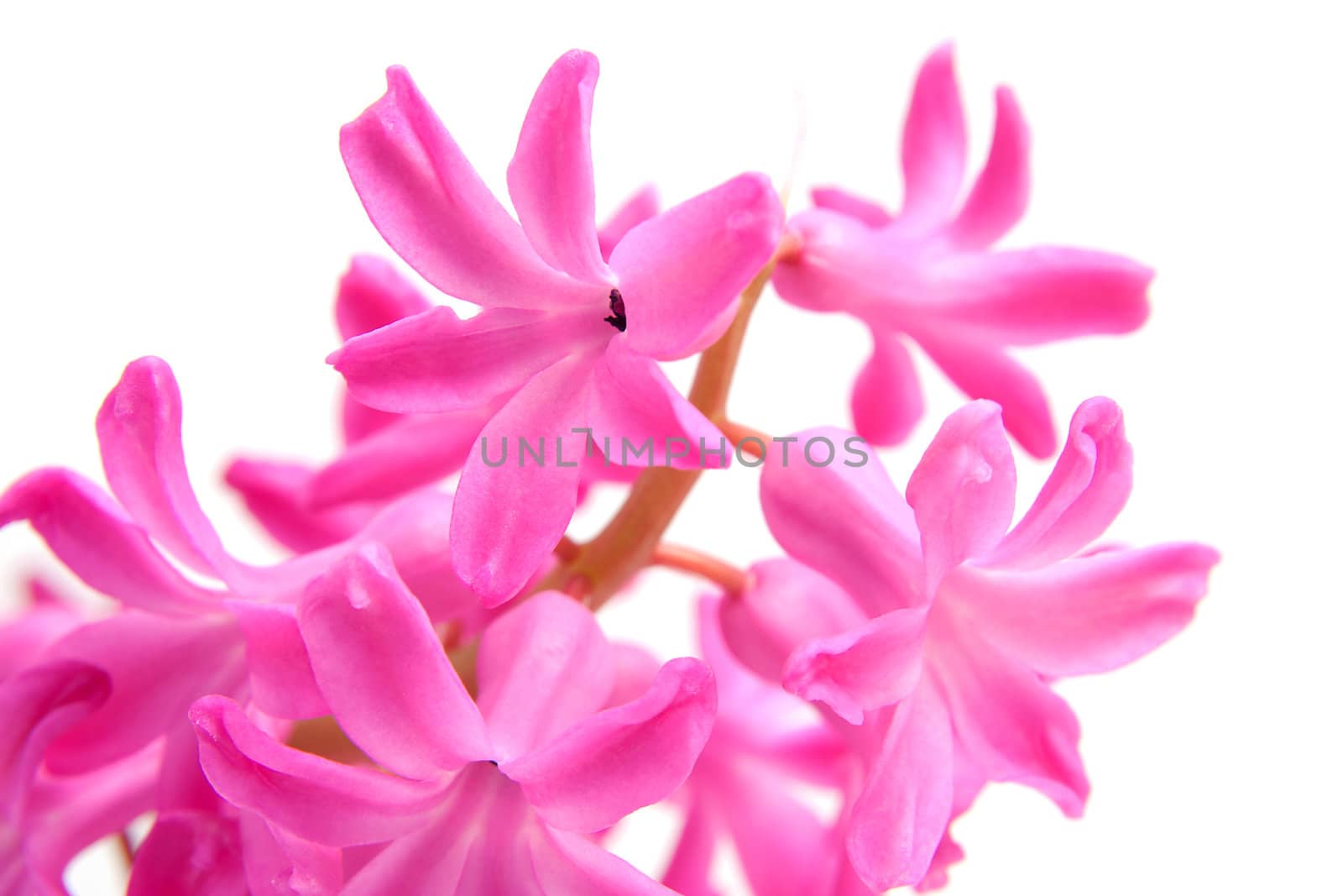 Pink hyacinth flower in closeup over white background
