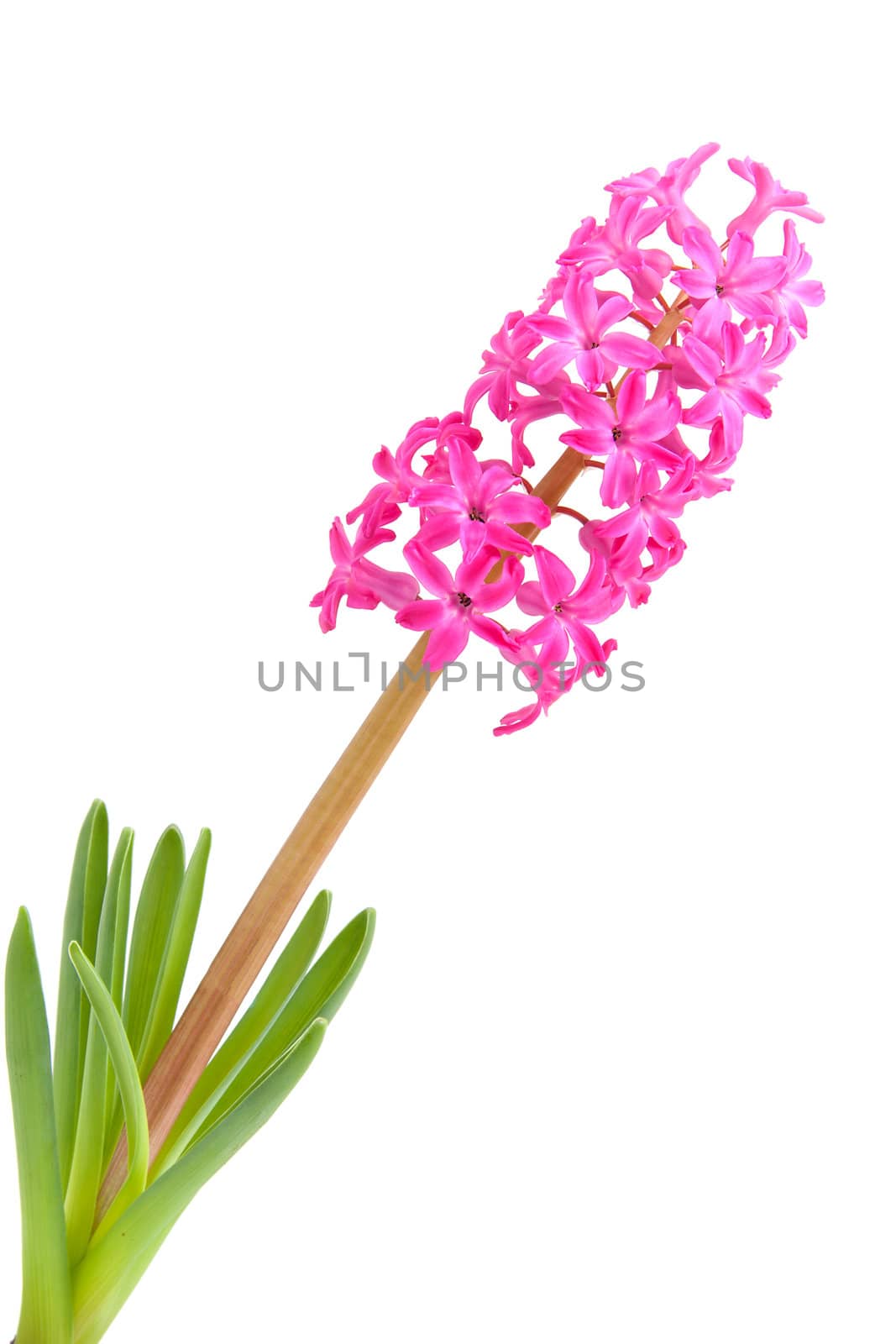 Pink hyacinth flower isolated on white background