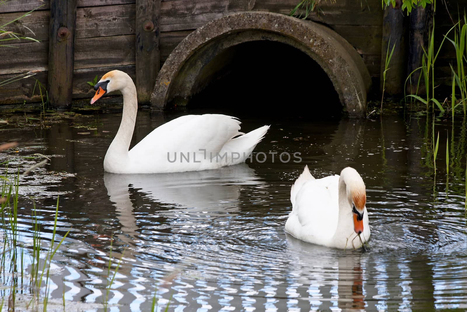pair of swans swimming in water