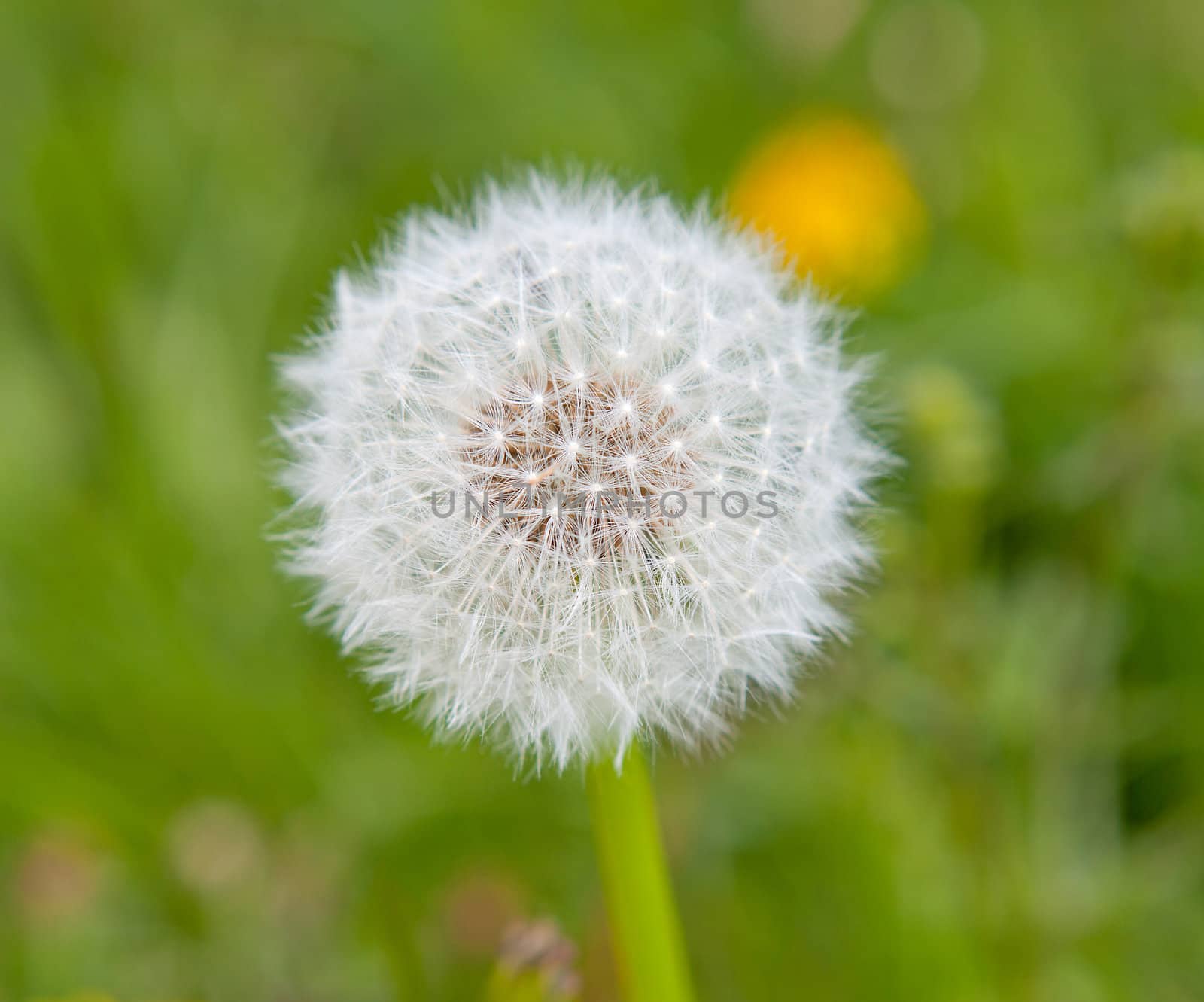 dandelion flower in grass field