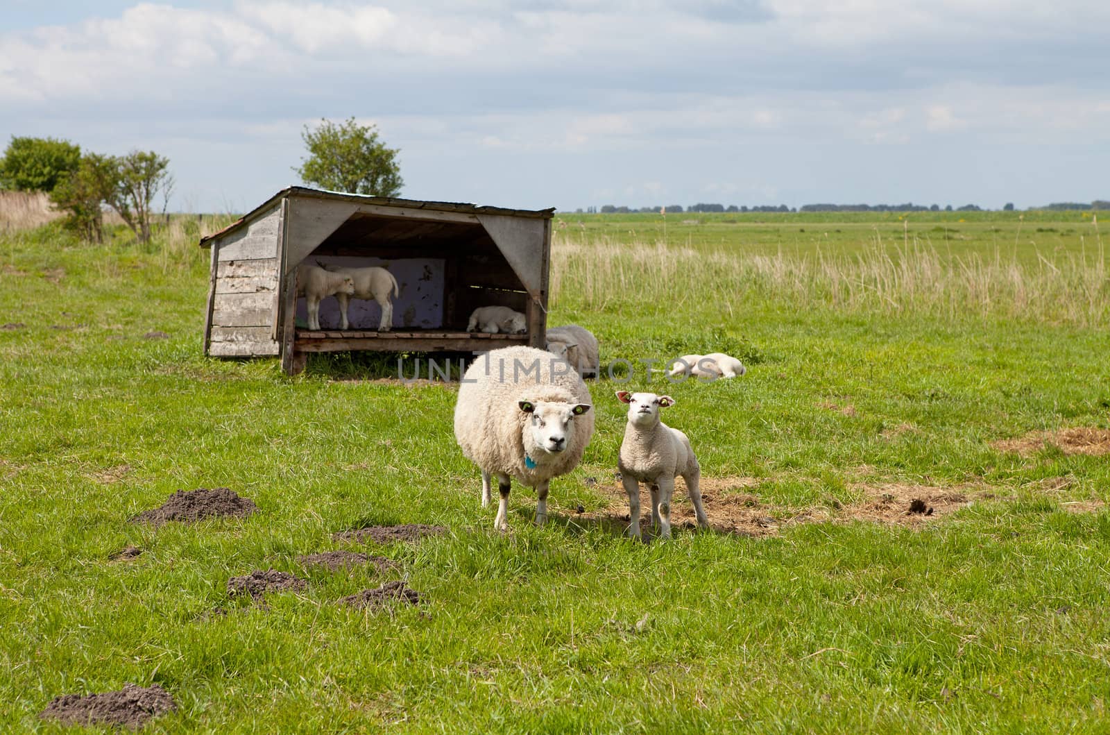 sheep in meadow on sunny day