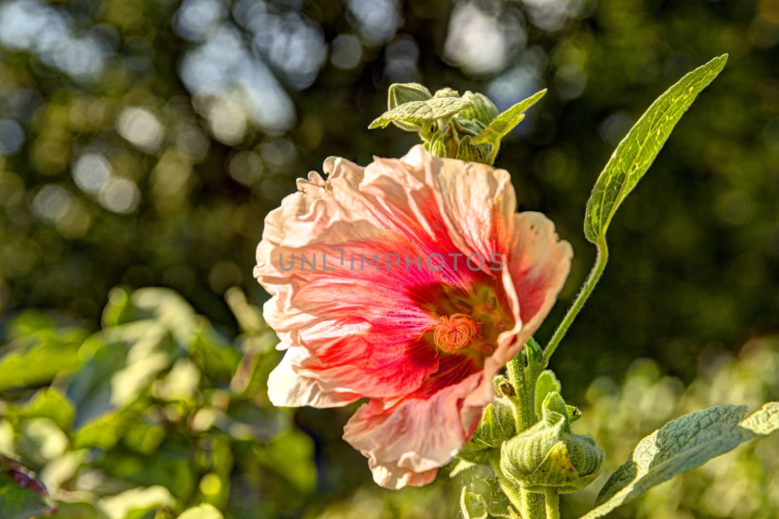 This photo present mallow flower on a blurred background HDRI.